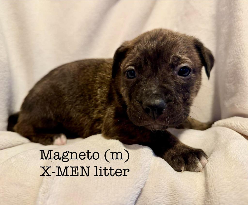 Enlarge Magneto, a Adoptable mixed breed in Cloquet, MN image 3/3