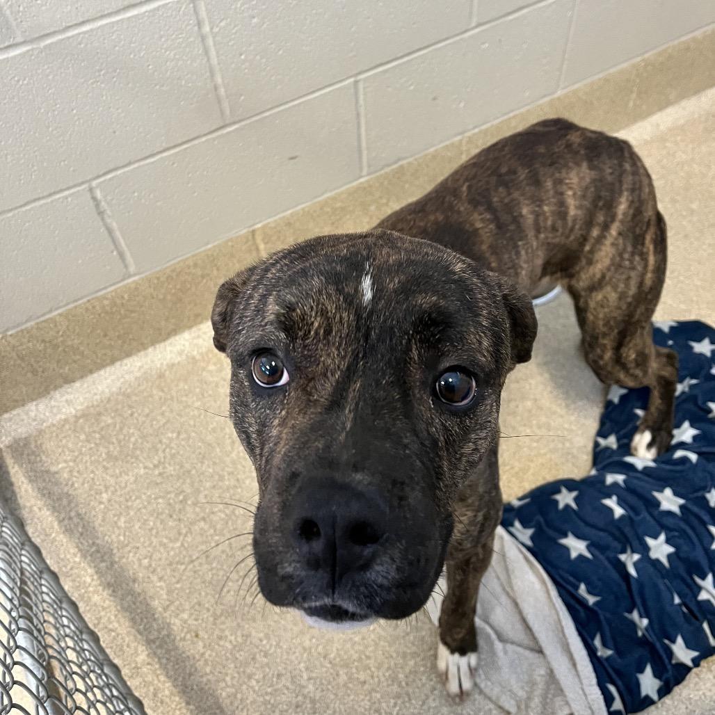 Camden, Adoptable, Young Male Boxer.