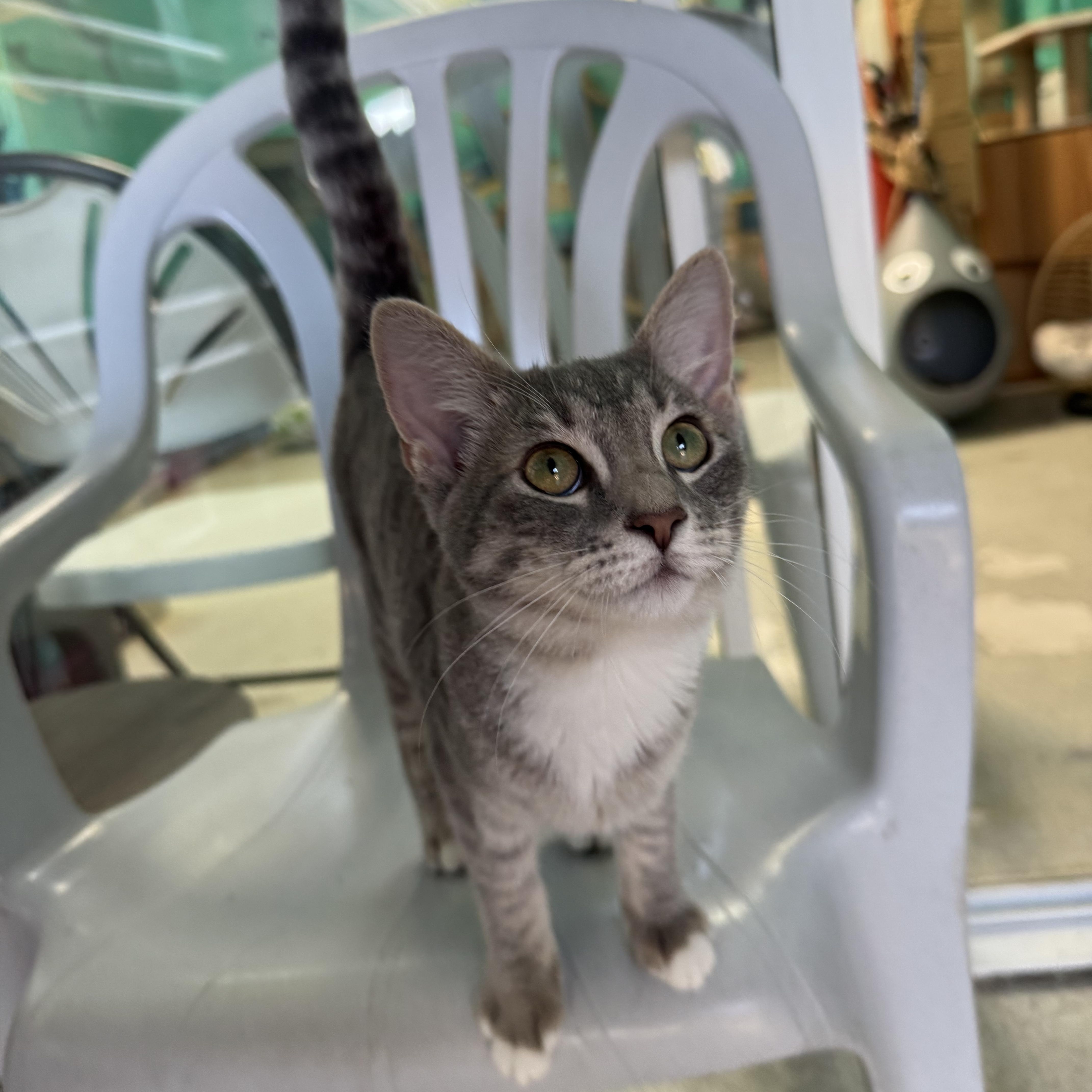 Genie, Adopted, Young Female Domestic Short Hair.