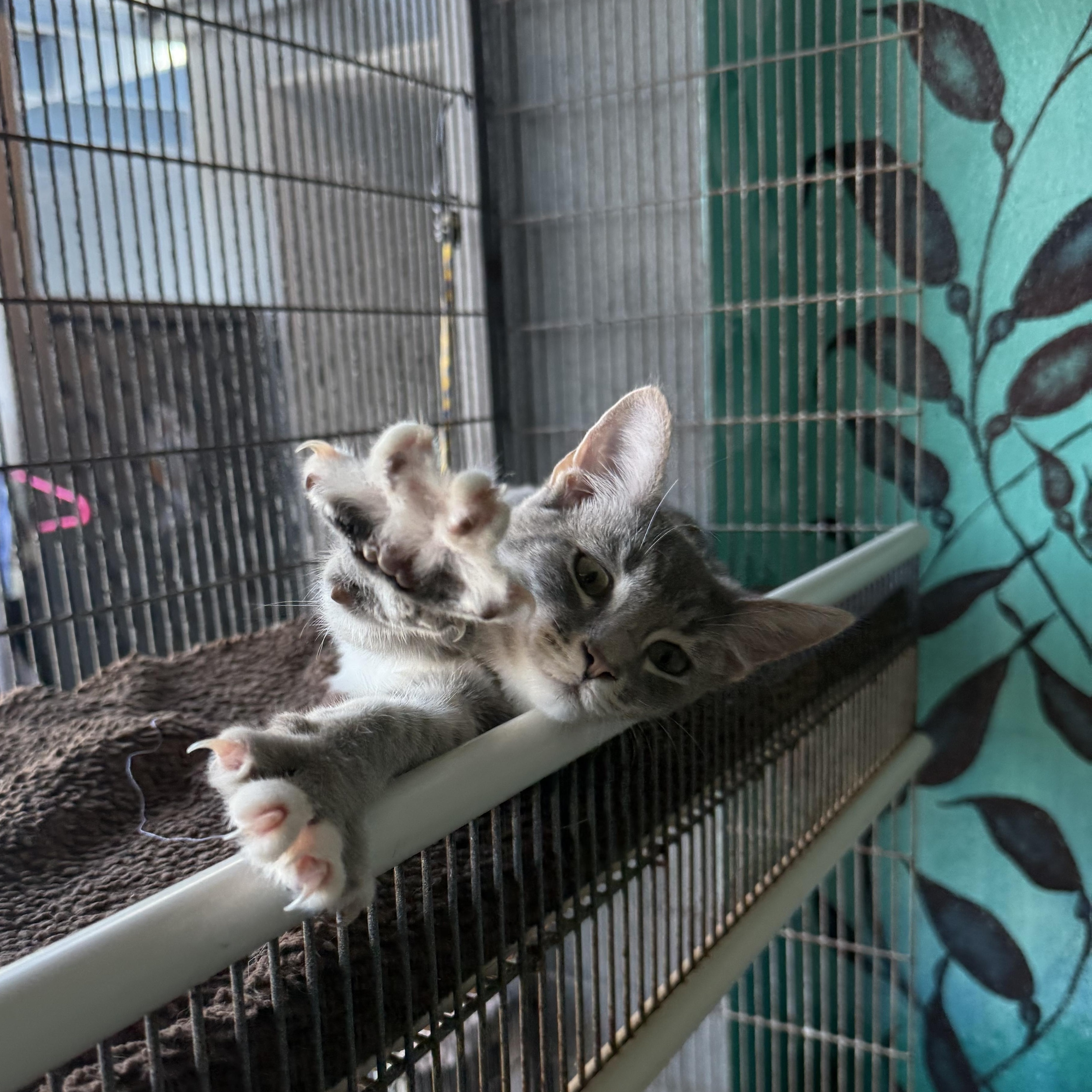 Enlarge Genie, a Adopted Domestic Short Hair in Newport Beach, CA image 3/6