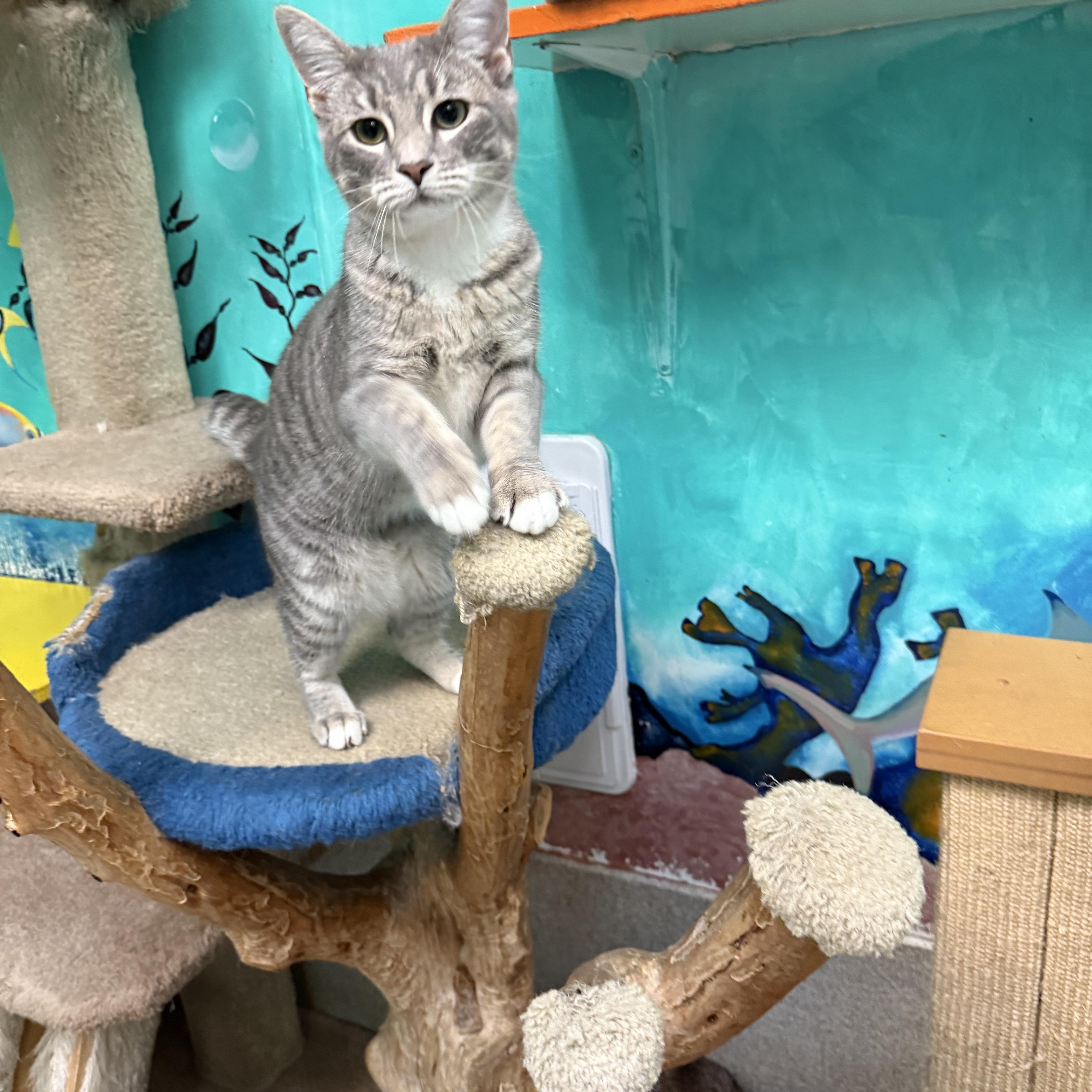 Enlarge Genie, a Adopted Domestic Short Hair in Newport Beach, CA image 4/6