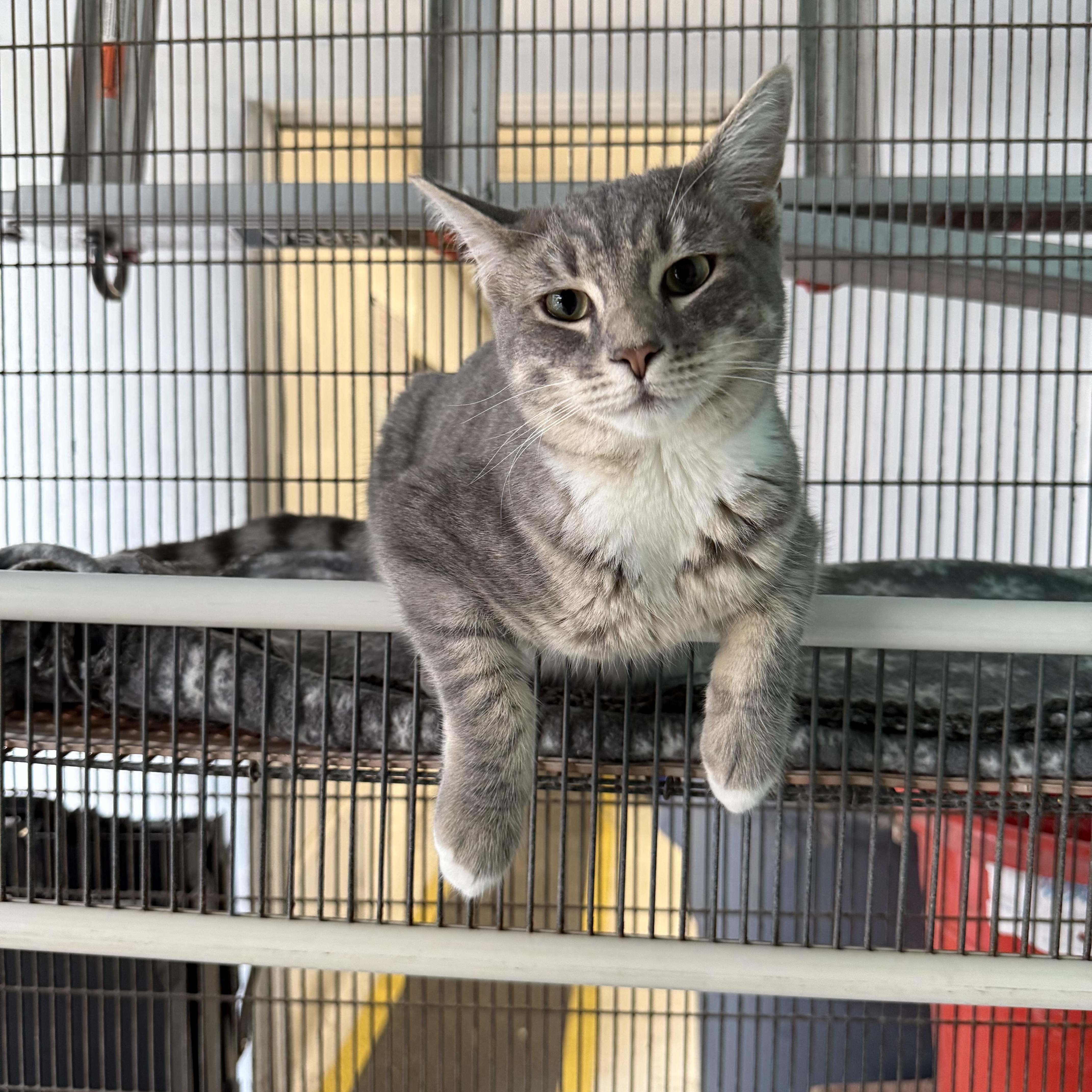 Enlarge Genie, a Adopted Domestic Short Hair in Newport Beach, CA image 5/6