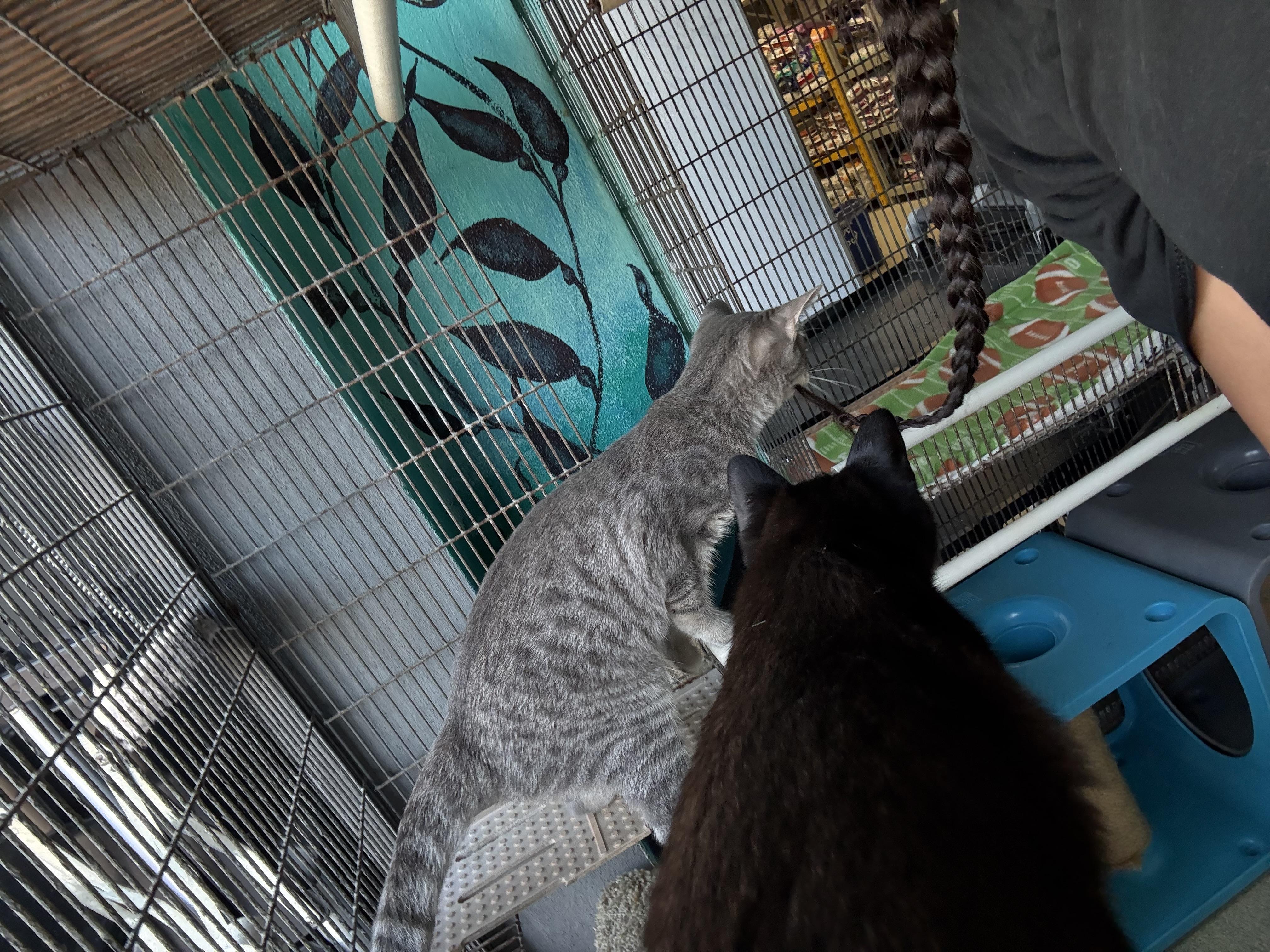 Enlarge Genie, a Adopted Domestic Short Hair in Newport Beach, CA image 6/6