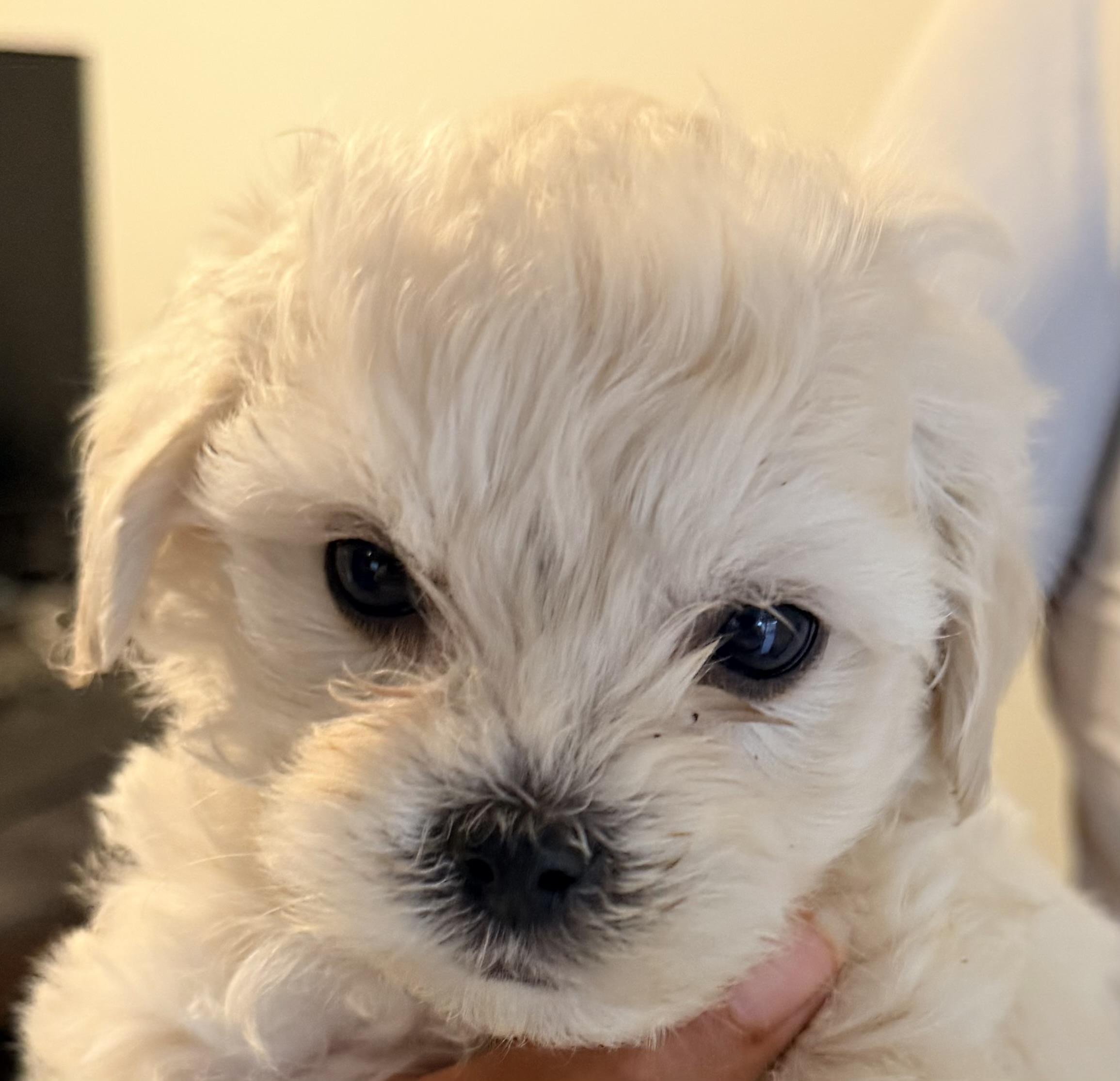 Kindcaid and Ernie, Adoptable, Puppy Male Bichon Frise & Maltipoo.