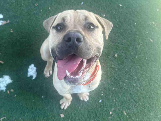 STANLEY, Adoptable, Young Male Pit Bull Terrier & Mixed Breed.