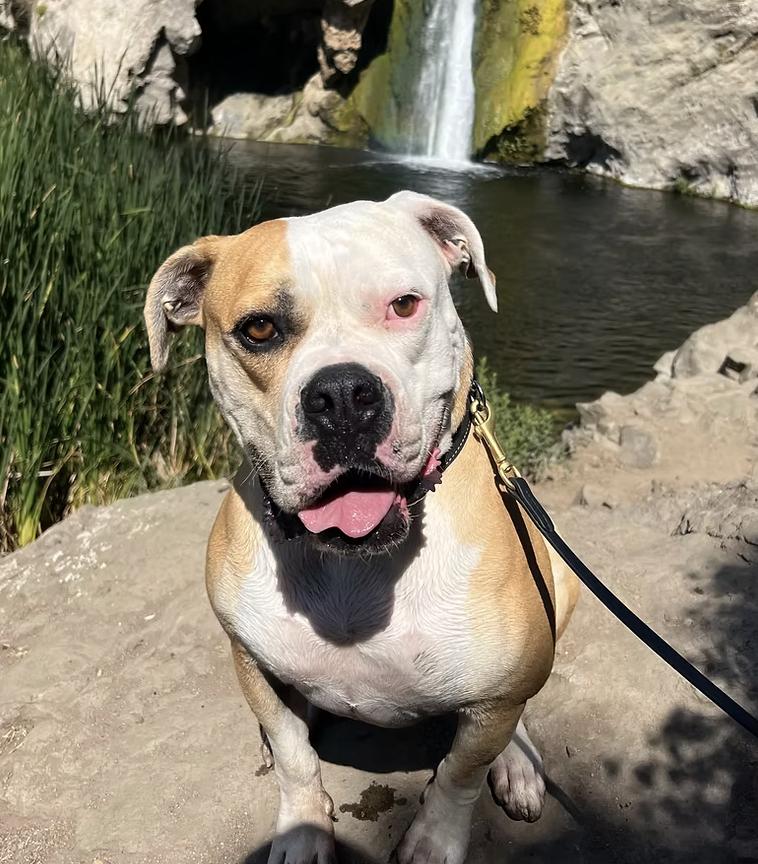 Enlarge Cade, a Adoptable American Bulldog in Phoenix , AZ image 5/6