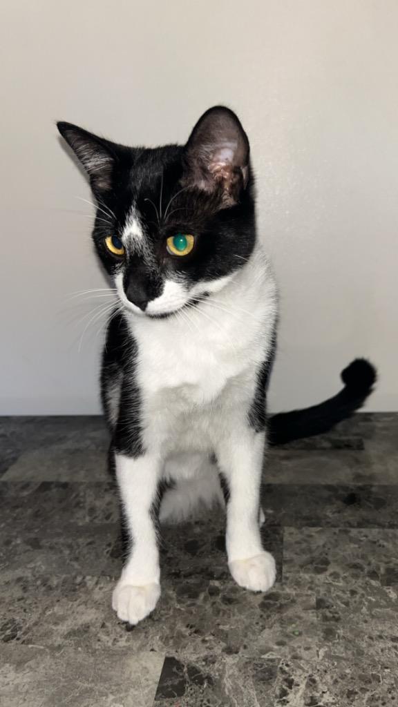 Po, Adoptable, Kitten Male Domestic Short Hair.