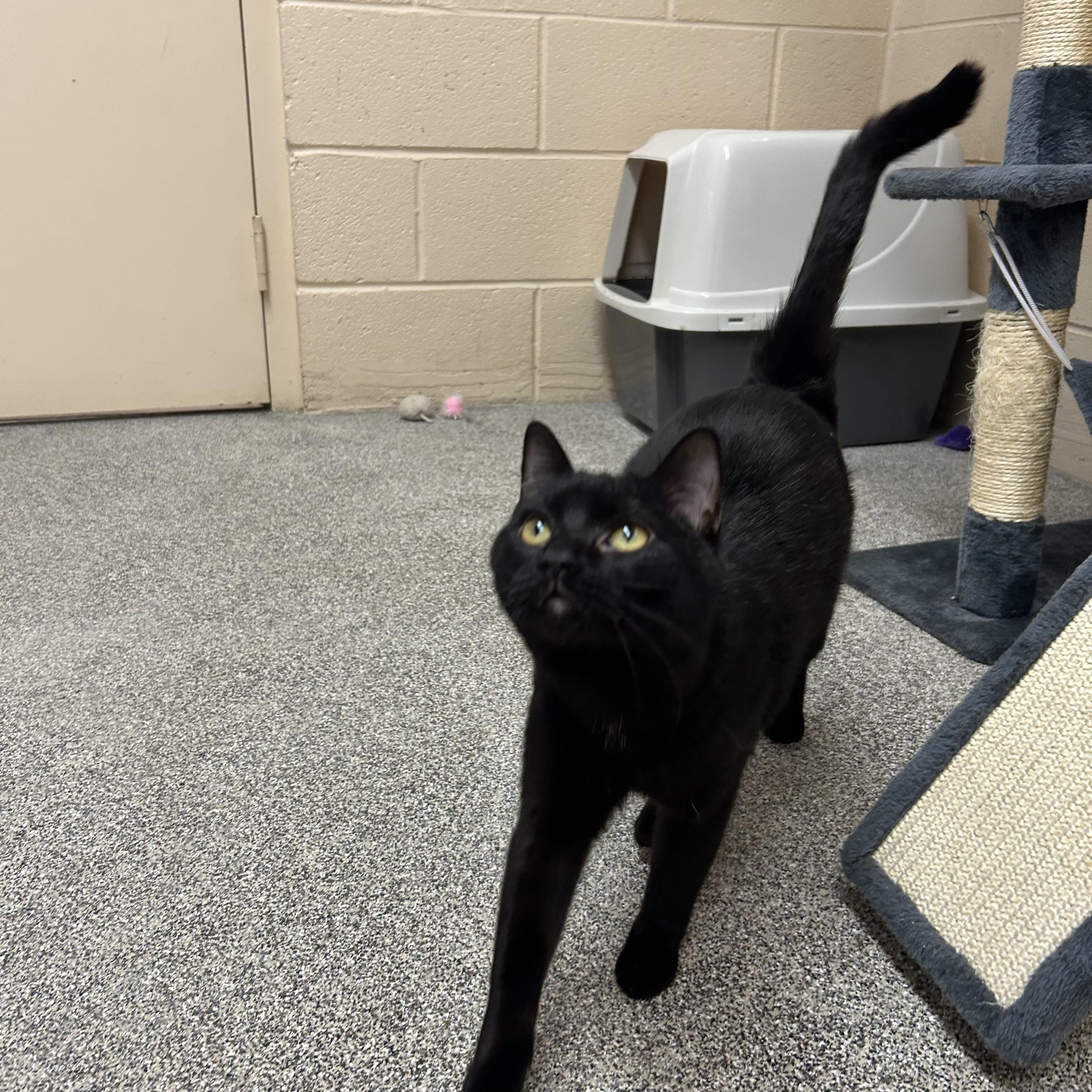 Enlarge PANTHER, a ADOPTABLE Domestic Short Hair in Washington, UT image 1/1
