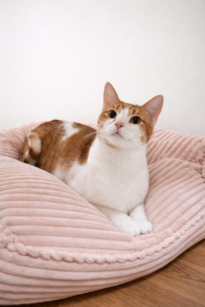 Erza, Adoptable, Adult Female Domestic Short Hair.