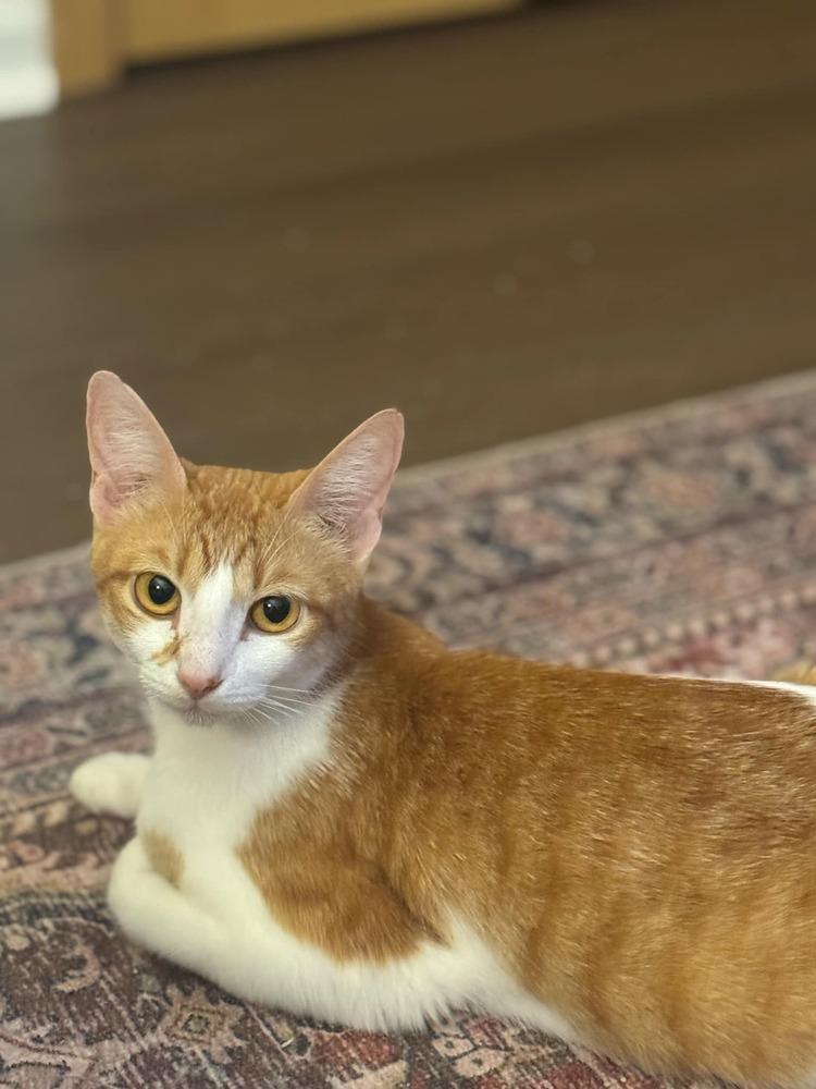 Enlarge Erza, a Adoptable Domestic Short Hair in Homer Glen, IL image 1/2