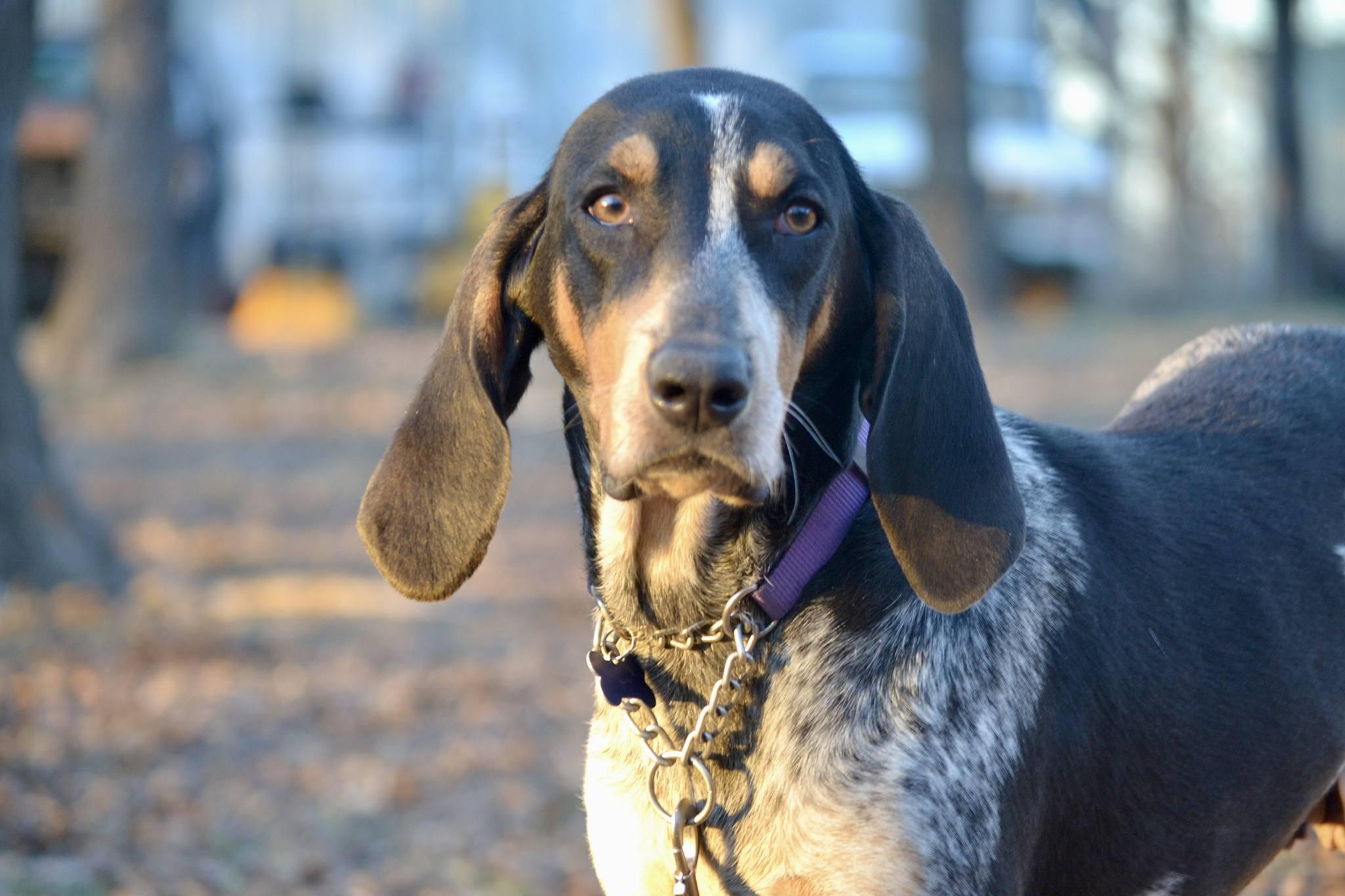 Enlarge Rue, a Adoptable Bluetick Coonhound in TULSA, OK image 1/6