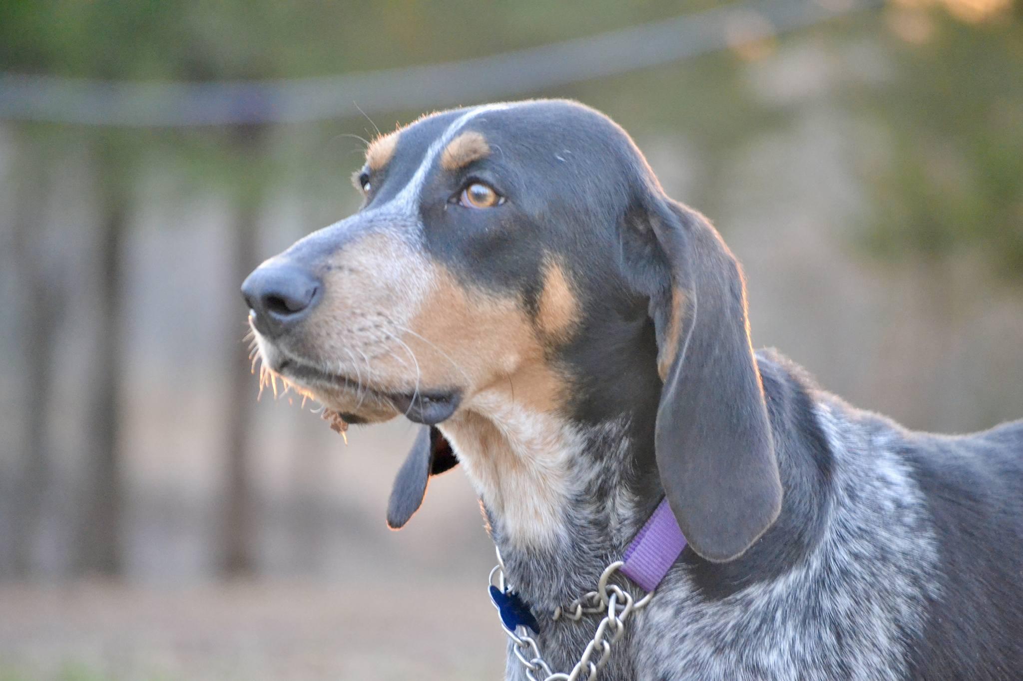 Enlarge Rue, a Adoptable Bluetick Coonhound in TULSA, OK image 2/6