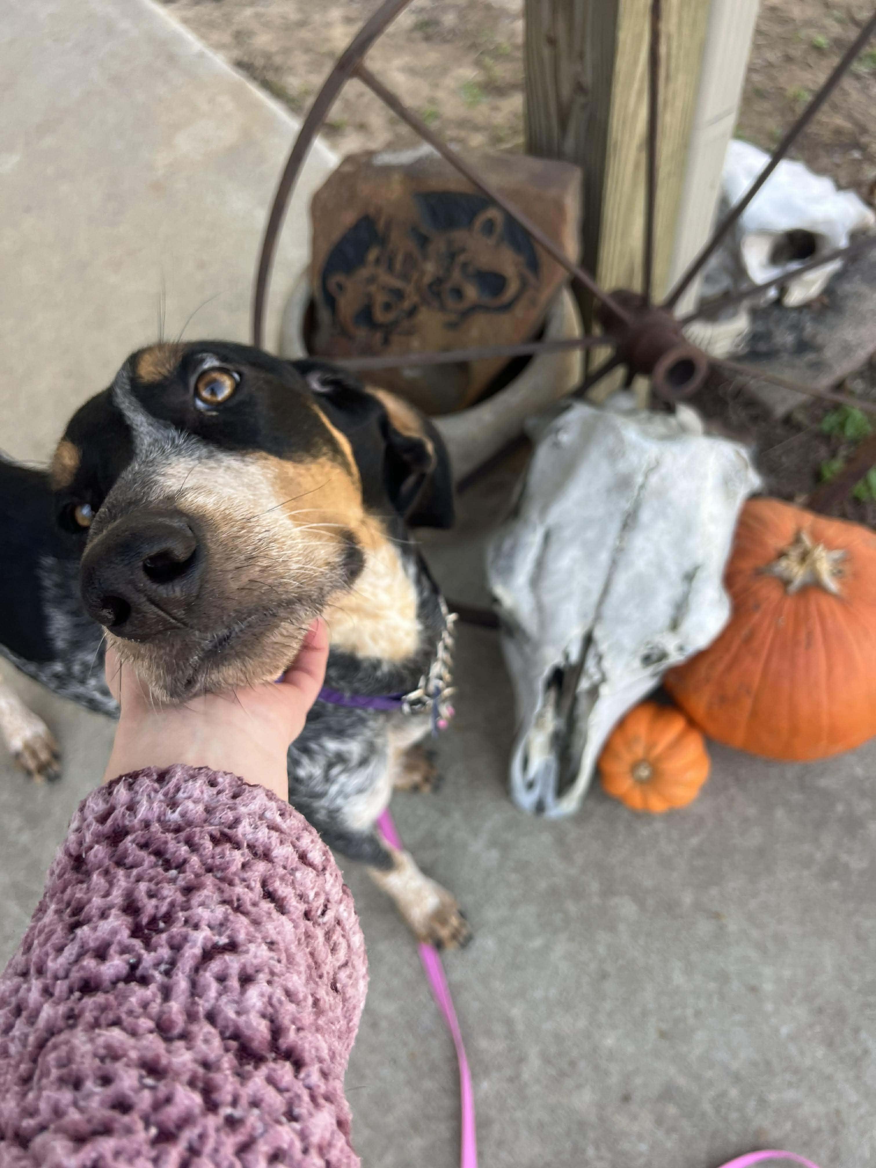 Enlarge Rue, a Adoptable Bluetick Coonhound in TULSA, OK image 4/6