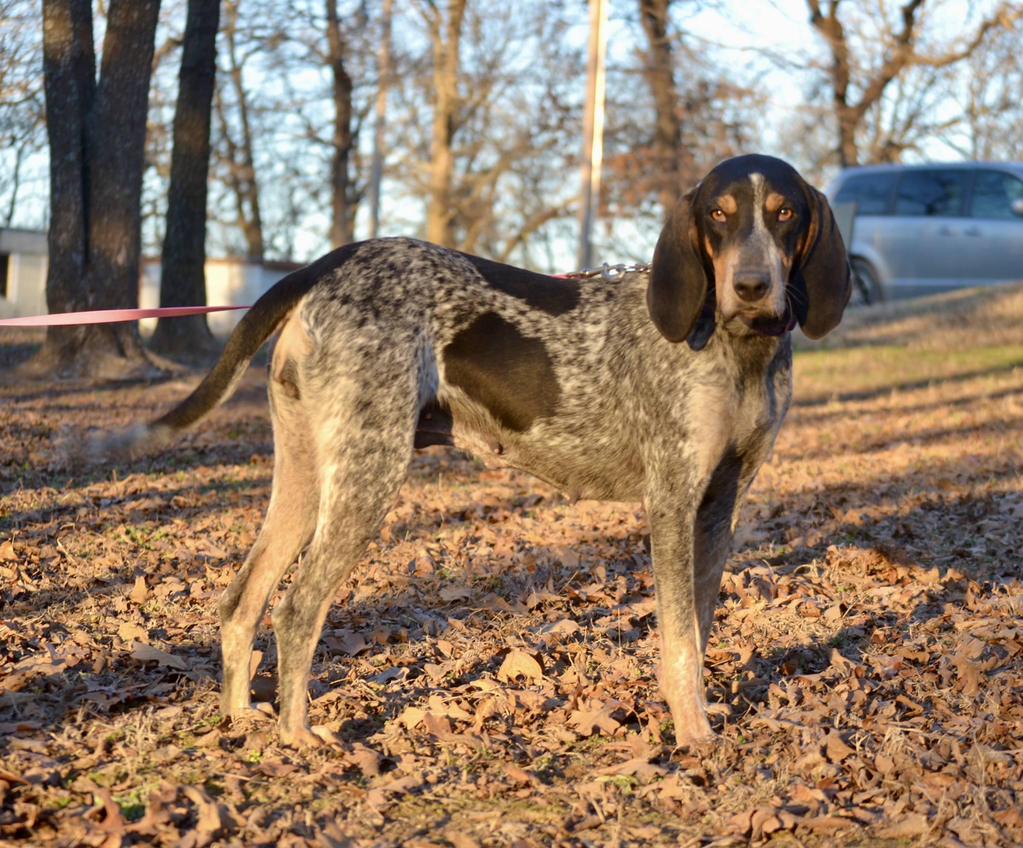Enlarge Rue, a Adoptable Bluetick Coonhound in TULSA, OK image 6/6