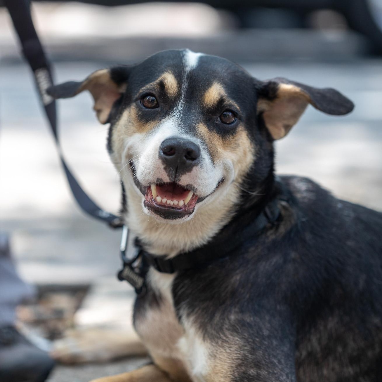 Enlarge Maubi, a ADOPTABLE mixed breed in Brooklyn, NY image 2/5
