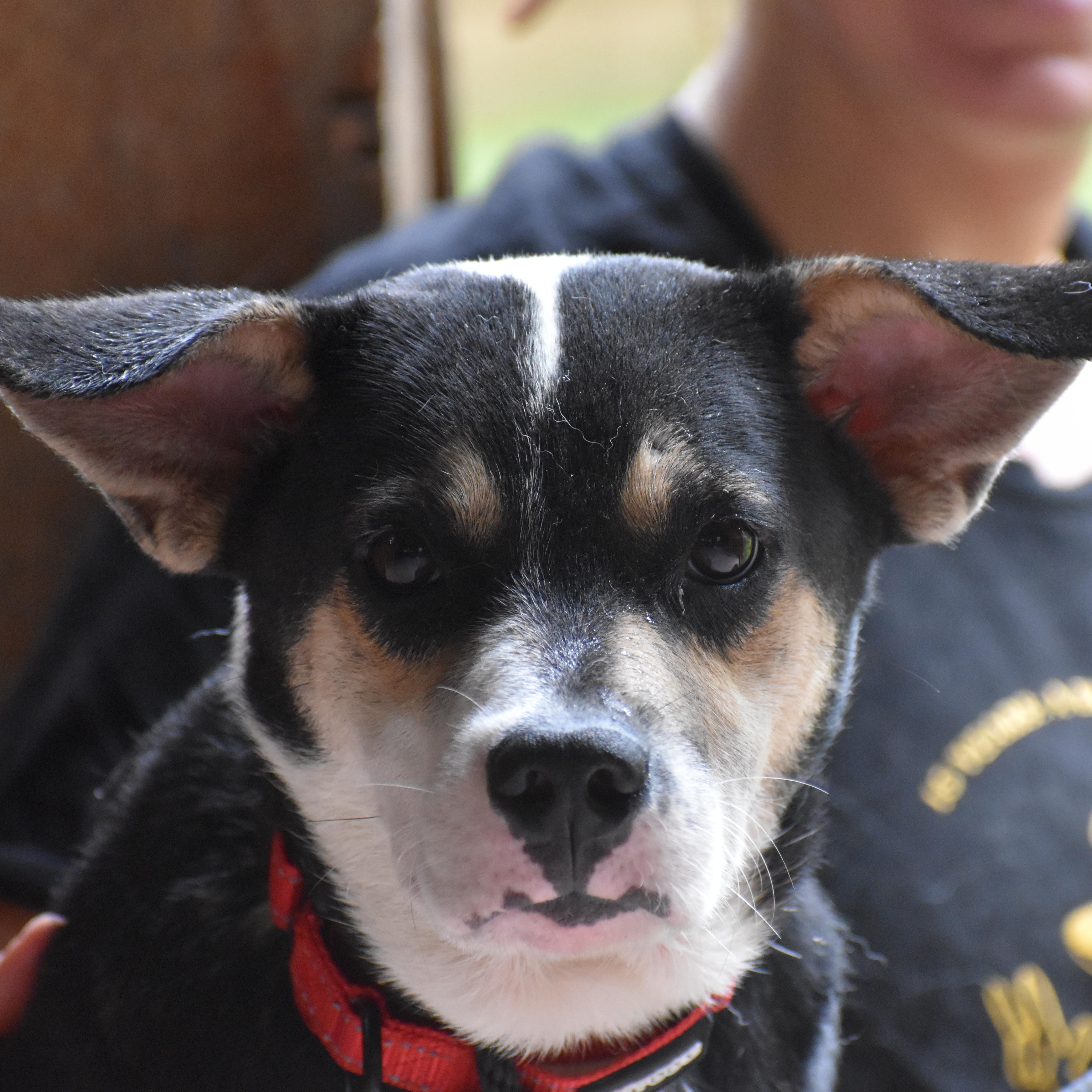 Enlarge Maubi, a ADOPTABLE mixed breed in Brooklyn, NY image 4/5