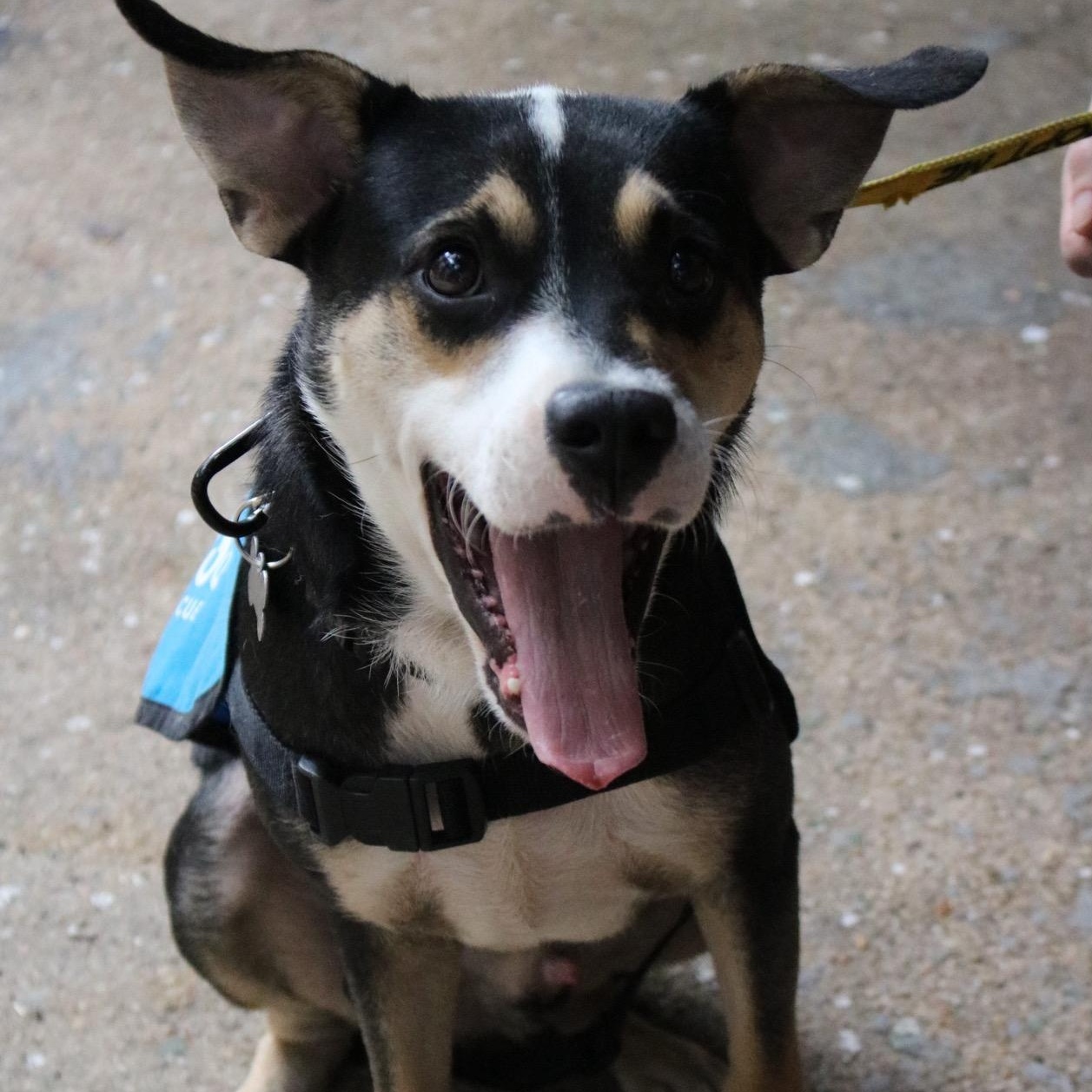 Maubi, ADOPTABLE, Adult Male Rat Terrier.