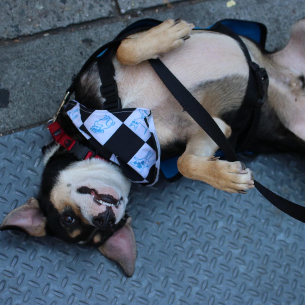Enlarge Maubi, a ADOPTABLE mixed breed in Brooklyn, NY image 5/5
