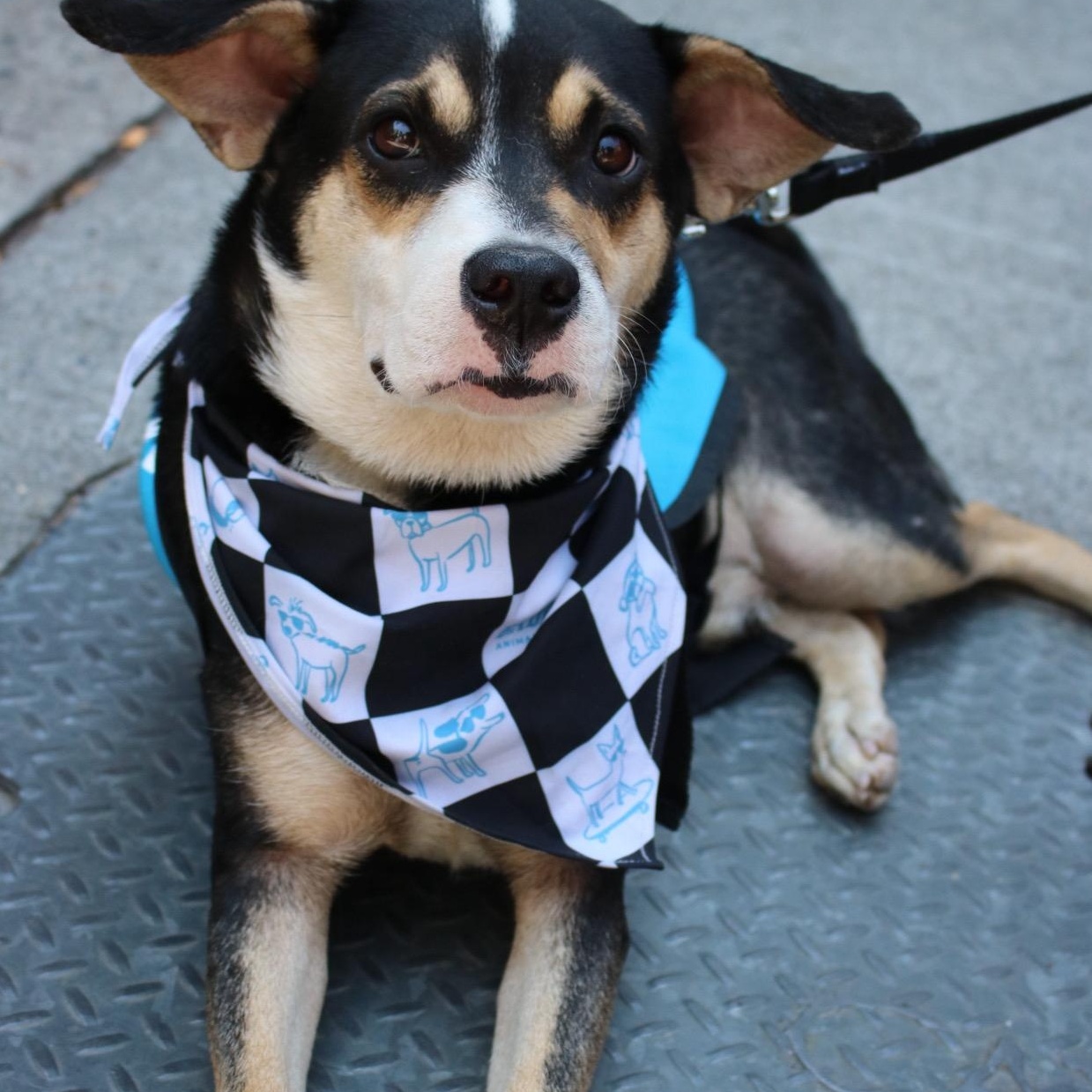 Enlarge Maubi, a ADOPTABLE mixed breed in Brooklyn, NY image 3/5