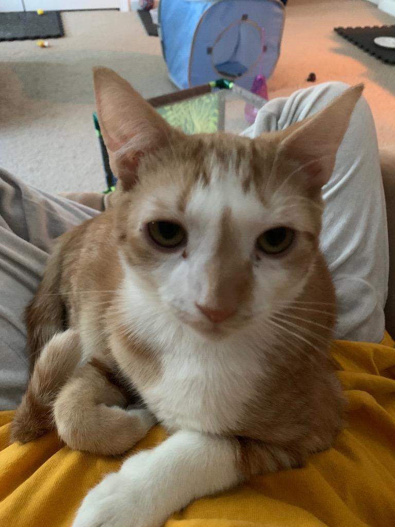 Lita Ford, Adoptable, Adult Female Domestic Short Hair.