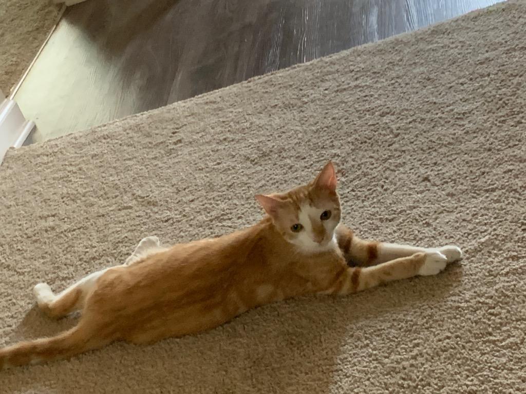 Enlarge Lita Ford, a Adoptable mixed breed in Newnan, GA image 2/6