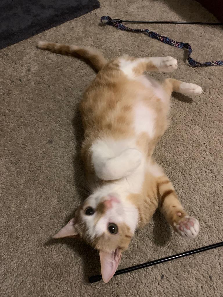 Enlarge Lita Ford, a Adoptable mixed breed in Newnan, GA image 3/6