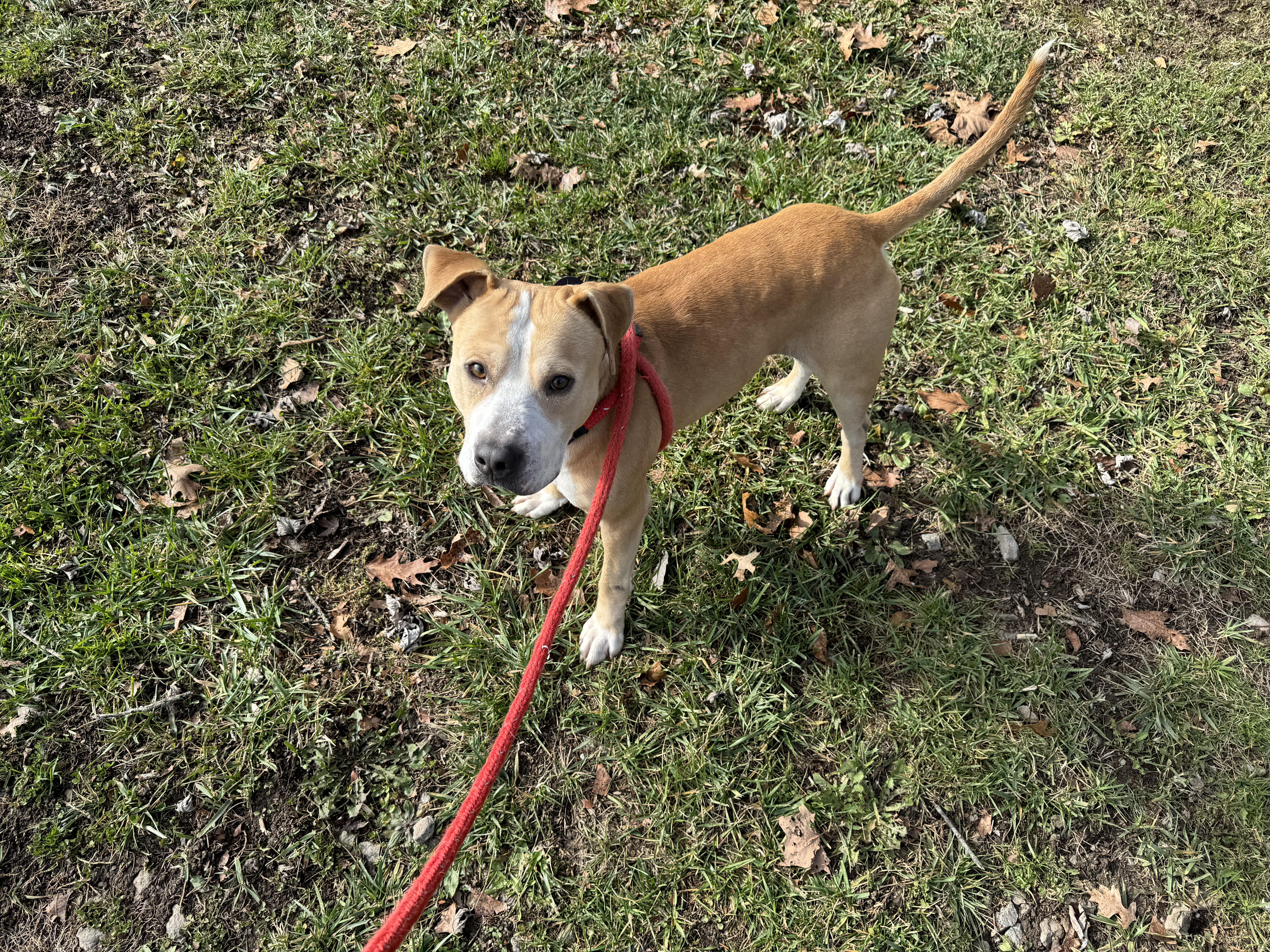 Enlarge Atlas, a Adoptable Staffordshire Bull Terrier in New Martinsville, WV image 5/5