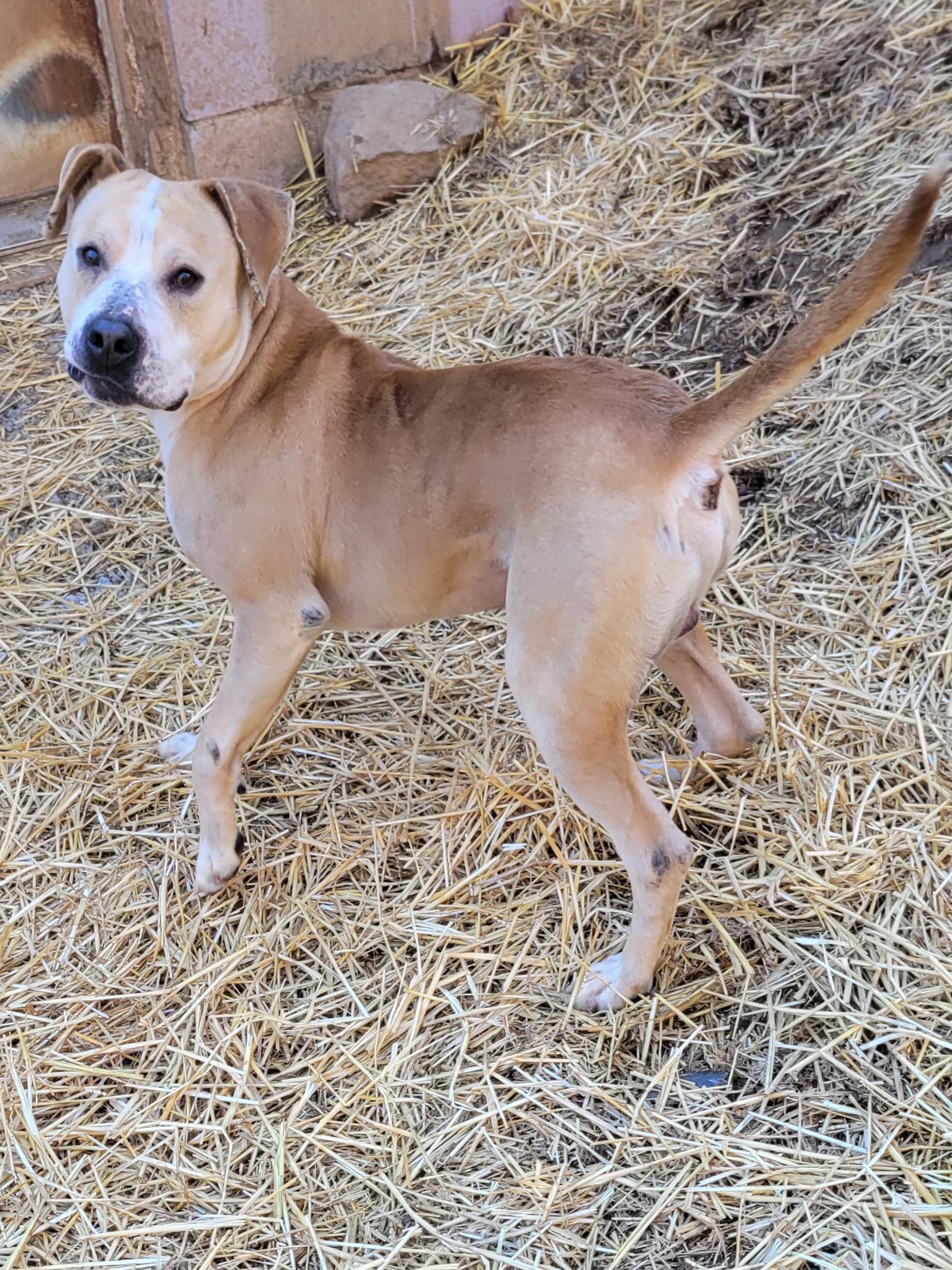 Enlarge Atlas, a Adoptable Staffordshire Bull Terrier in New Martinsville, WV image 3/5
