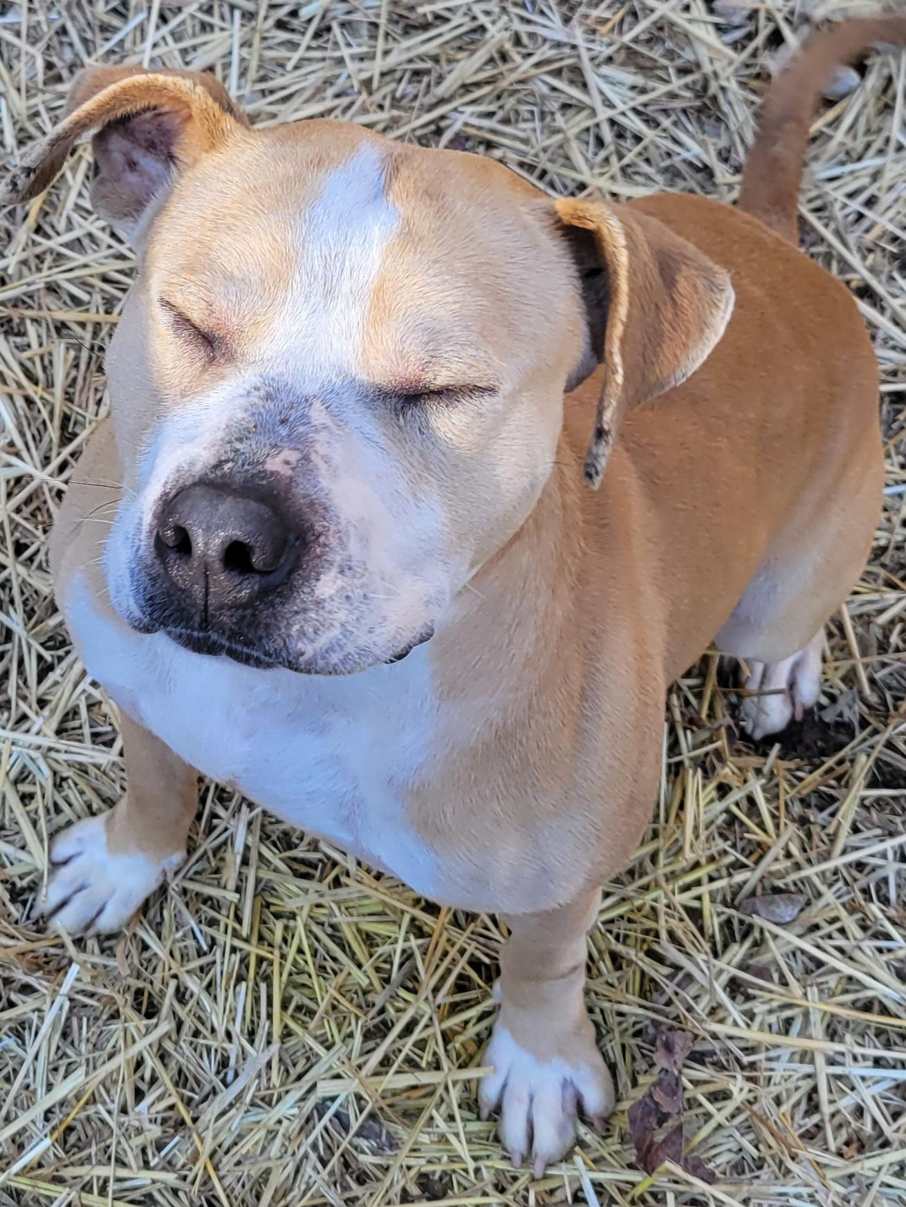 Enlarge Atlas, a Adoptable Staffordshire Bull Terrier in New Martinsville, WV image 4/5