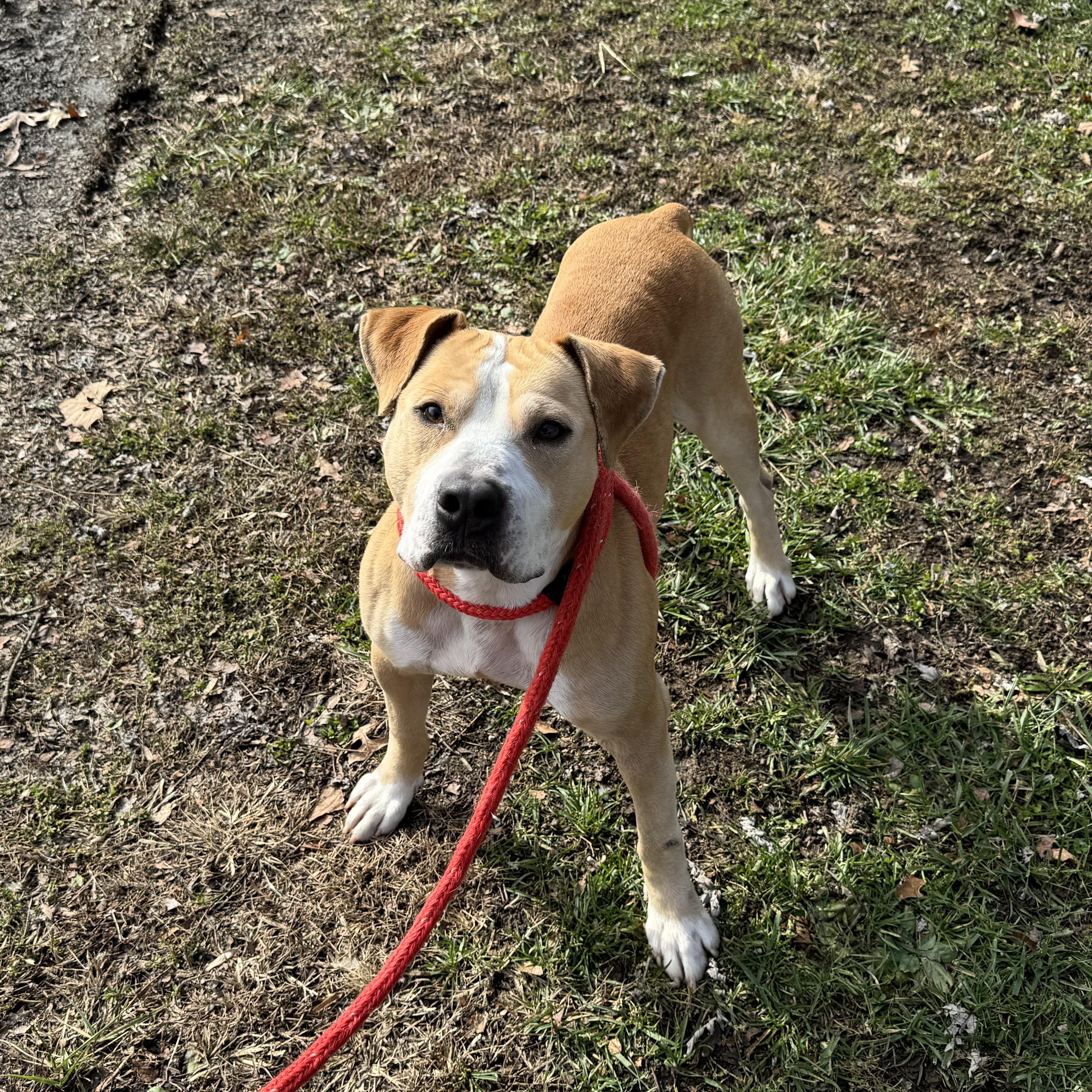 Enlarge Atlas, a Adoptable Staffordshire Bull Terrier in New Martinsville, WV image 1/5