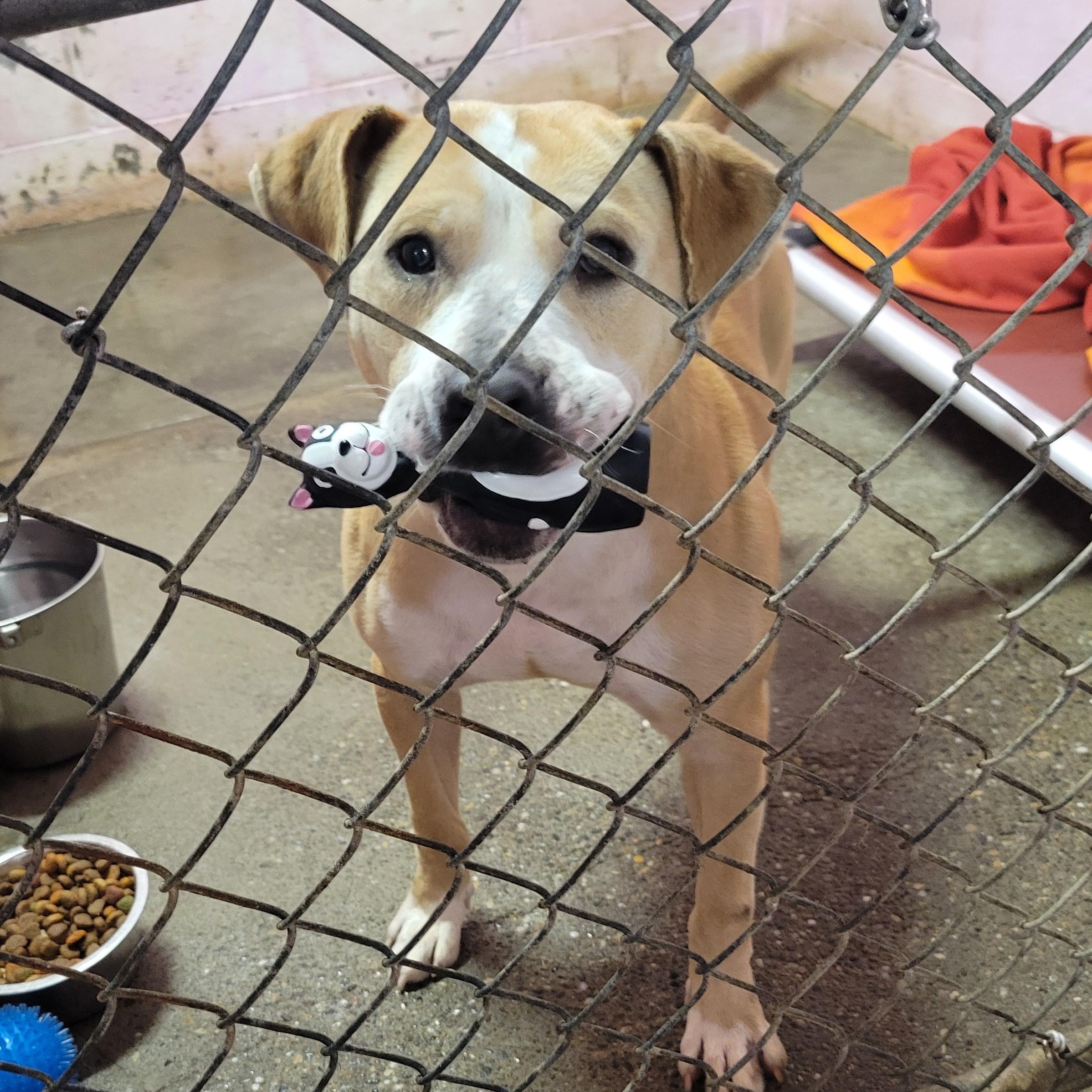 Enlarge Atlas, a Adoptable Staffordshire Bull Terrier in New Martinsville, WV image 2/5