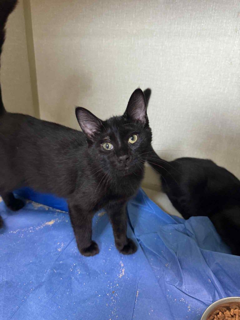 Mad Hatter, Adoptable, Young Male Domestic Short Hair.