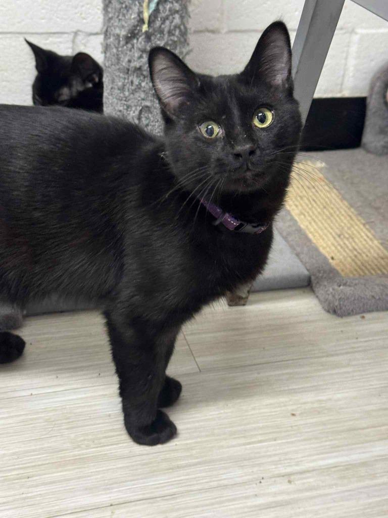 Mad Hatter, Adoptable, Young Male Domestic Short Hair.