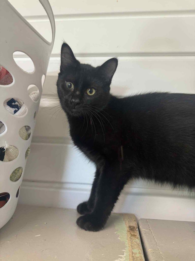 Enlarge Mad Hatter, a Adoptable mixed breed in Marion, OH image 4/4