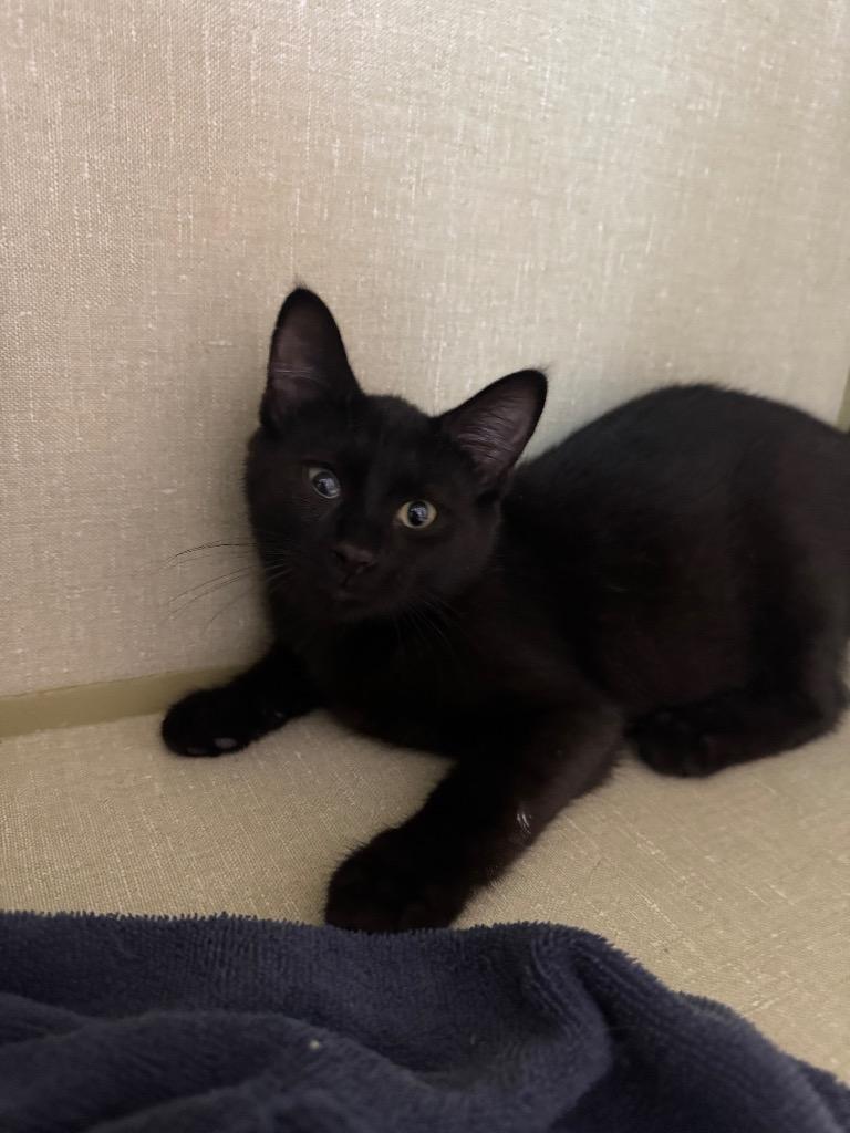 Enlarge Mad Hatter, a Adoptable mixed breed in Marion, OH image 4/4