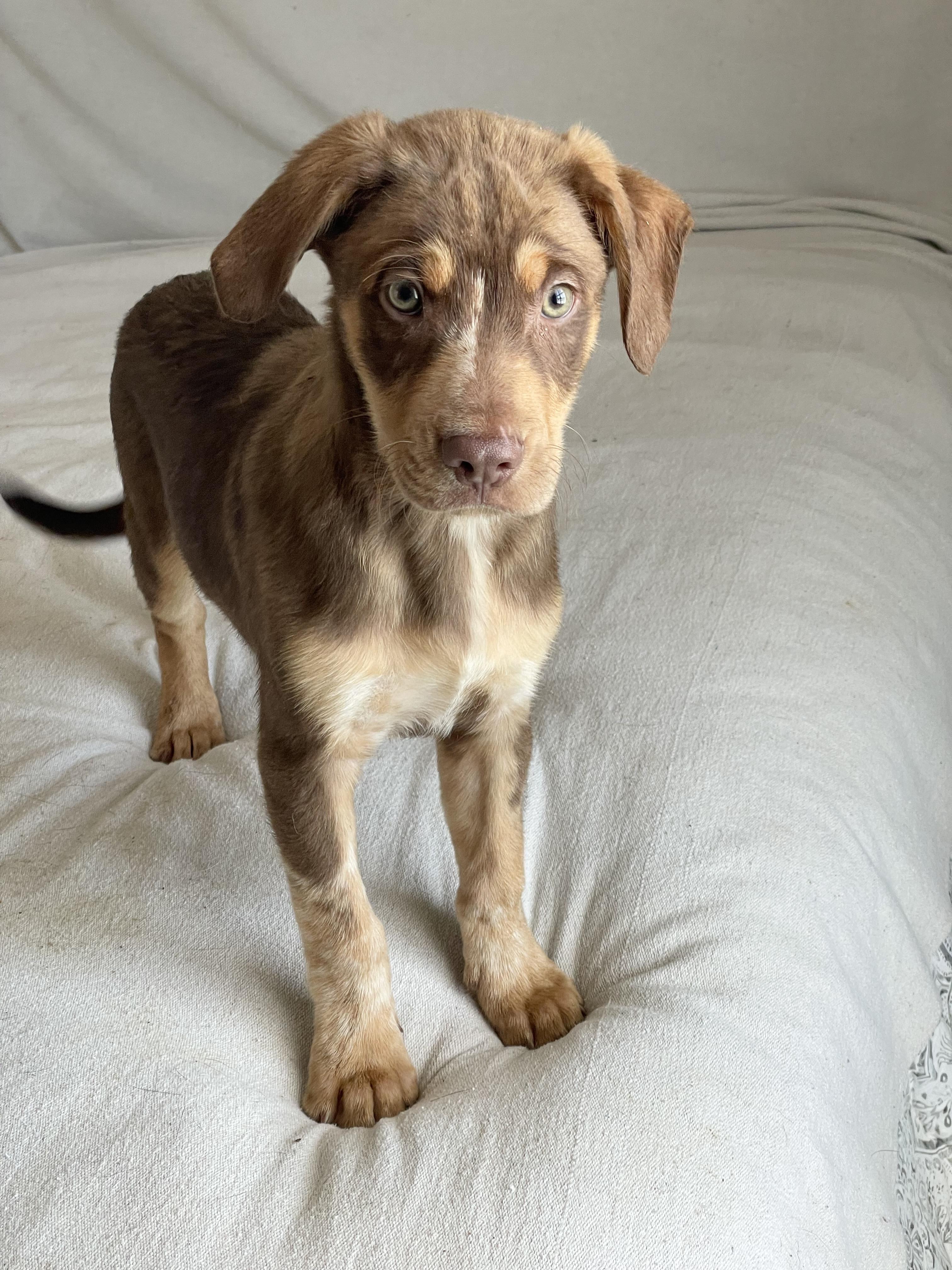 Enlarge Amazing Titan , a ADOPTABLE mixed breed in West Hartford , CT image 2/4