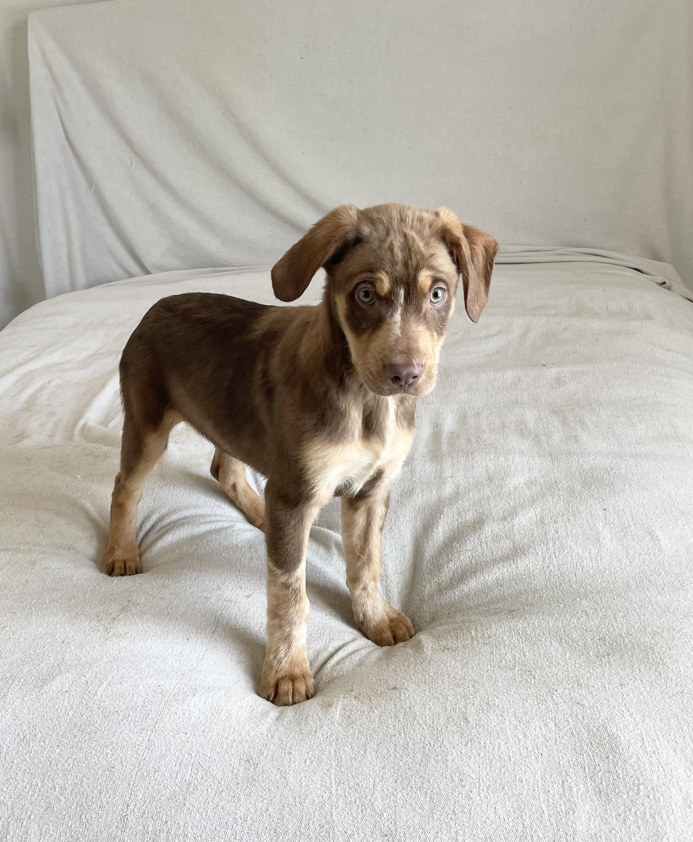 Enlarge Amazing Titan , a ADOPTABLE mixed breed in West Hartford , CT image 4/4