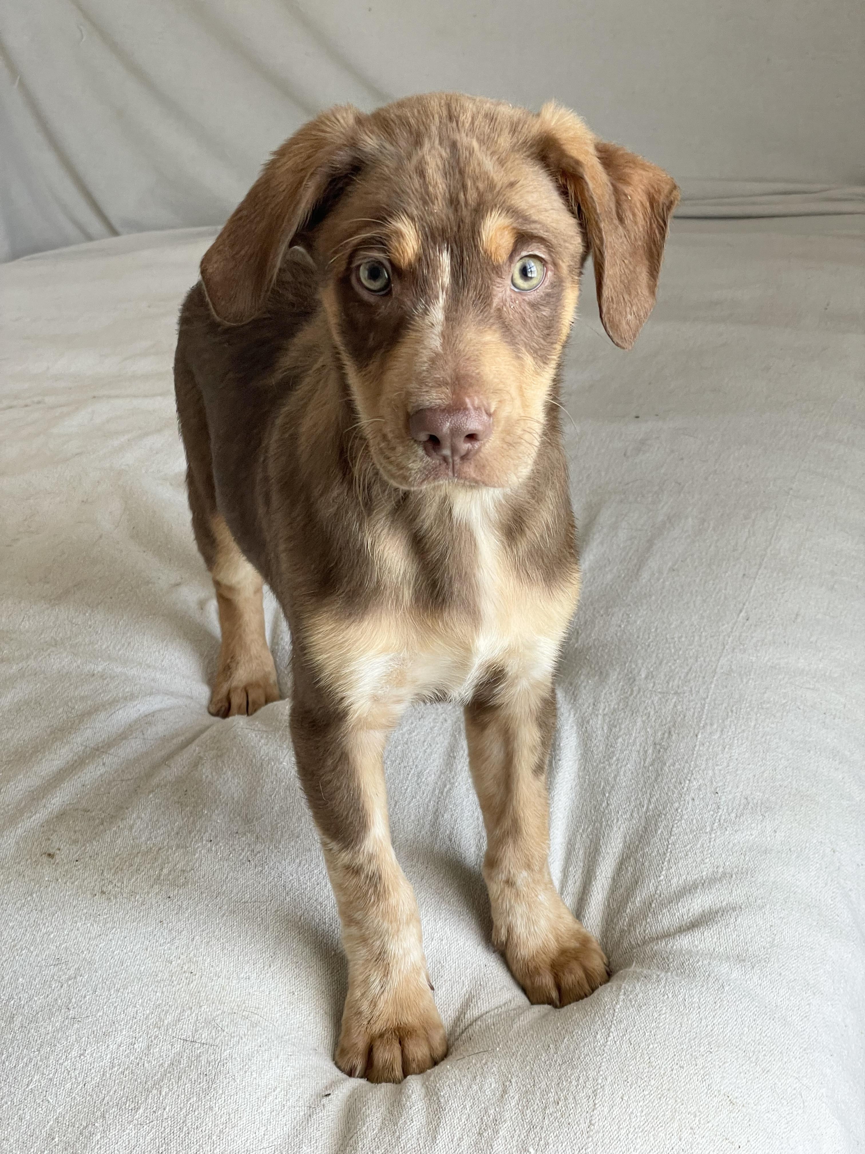 Enlarge Amazing Titan , a ADOPTABLE mixed breed in West Hartford , CT image 1/4