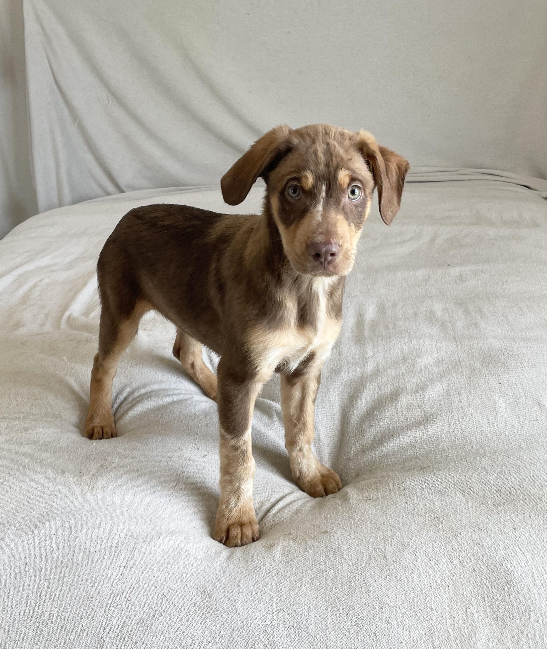 Enlarge Amazing Titan , a ADOPTABLE mixed breed in West Hartford , CT image 3/4