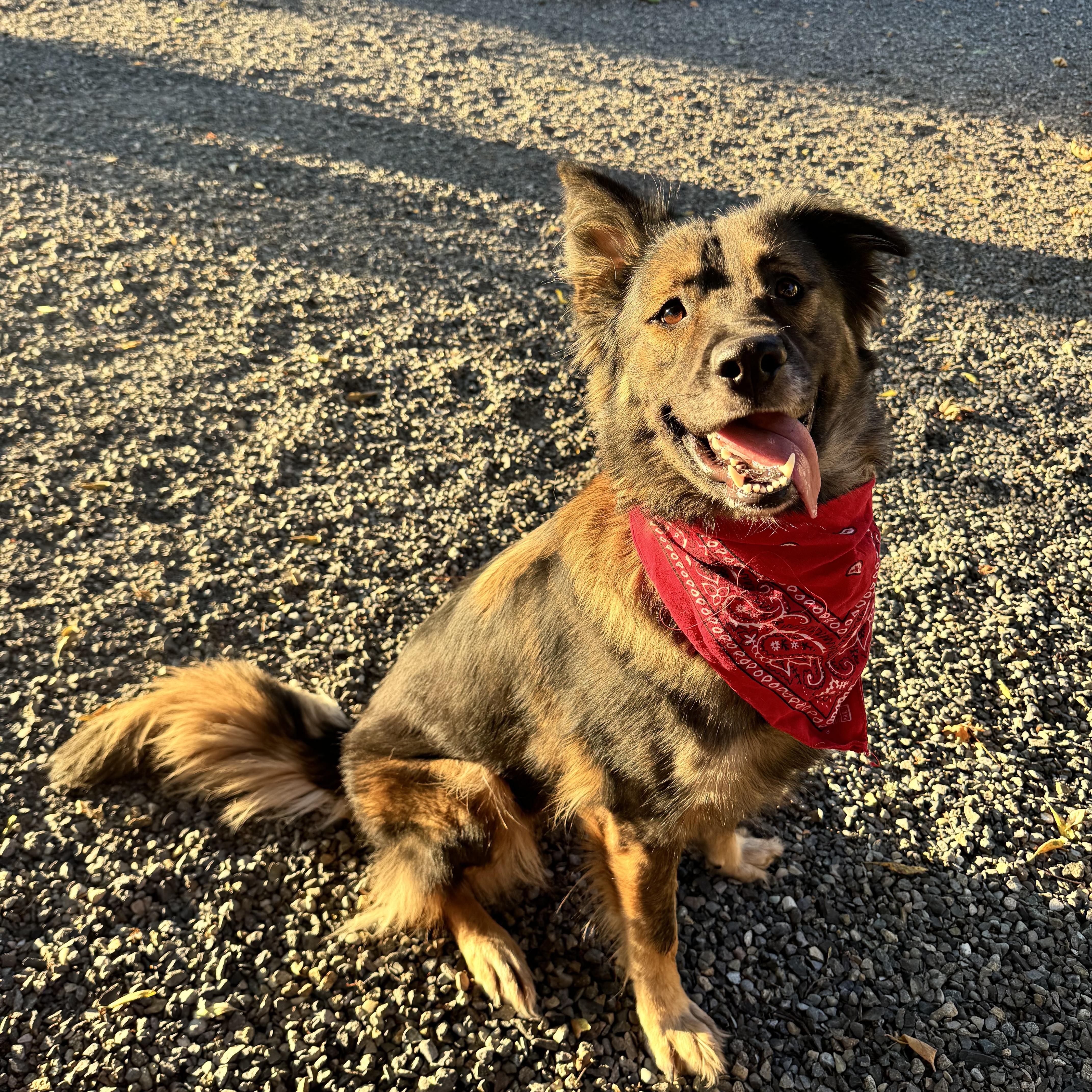 Gemma, a Adoptable mixed breed in Wenatchee, WA image 1/5
