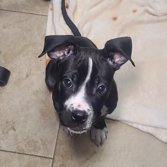 TinTin, Adoptable, Young Male Pit Bull Terrier & Boxer.