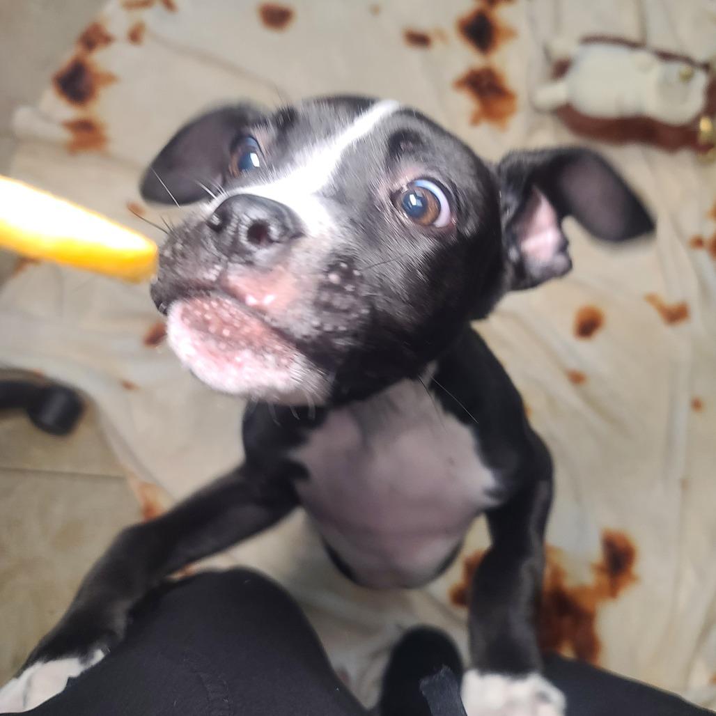 Enlarge TinTin, a Adoptable mixed breed in Galveston, TX image 2/6