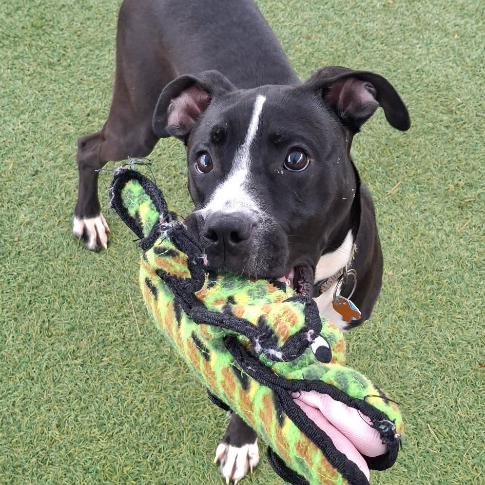 Enlarge TinTin, a Adoptable mixed breed in Galveston, TX image 3/6