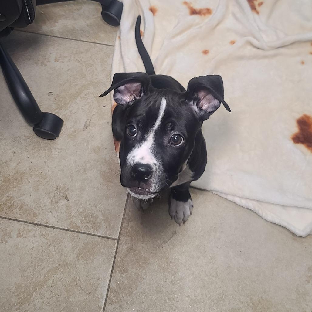 Enlarge TinTin, a Adoptable mixed breed in Galveston, TX image 4/6
