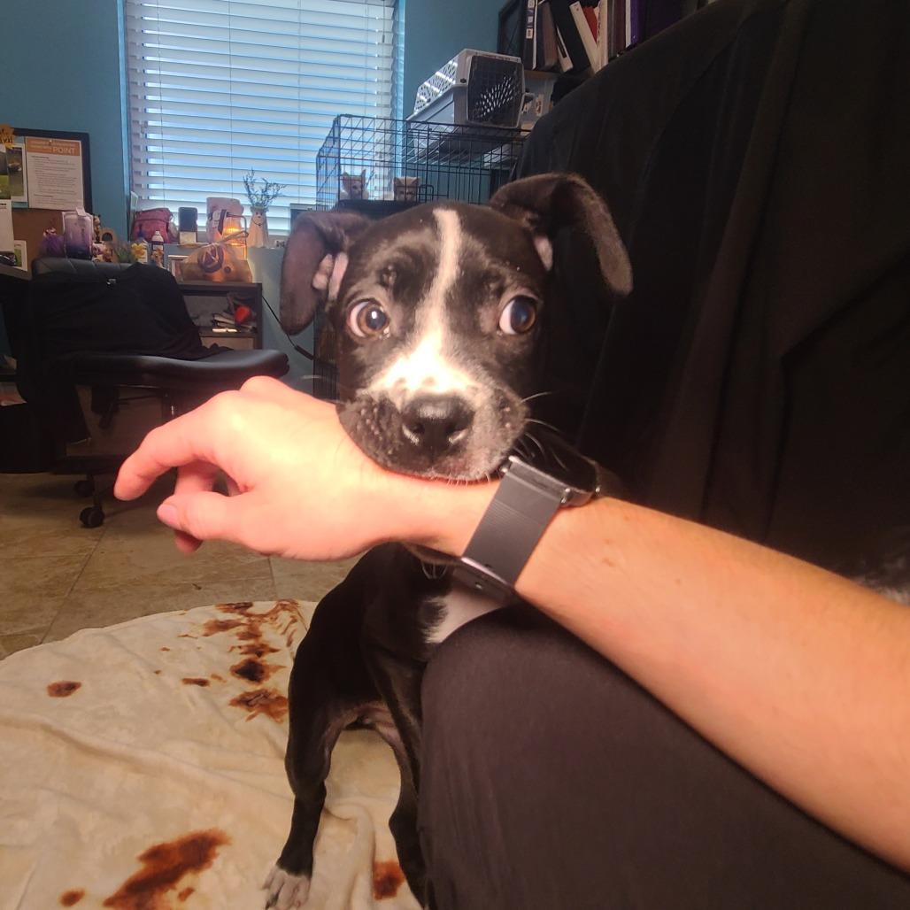 Enlarge TinTin, a Adoptable mixed breed in Galveston, TX image 5/6