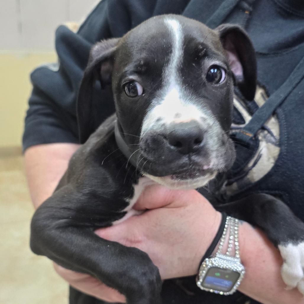 Enlarge TinTin, a Adoptable mixed breed in Galveston, TX image 6/6