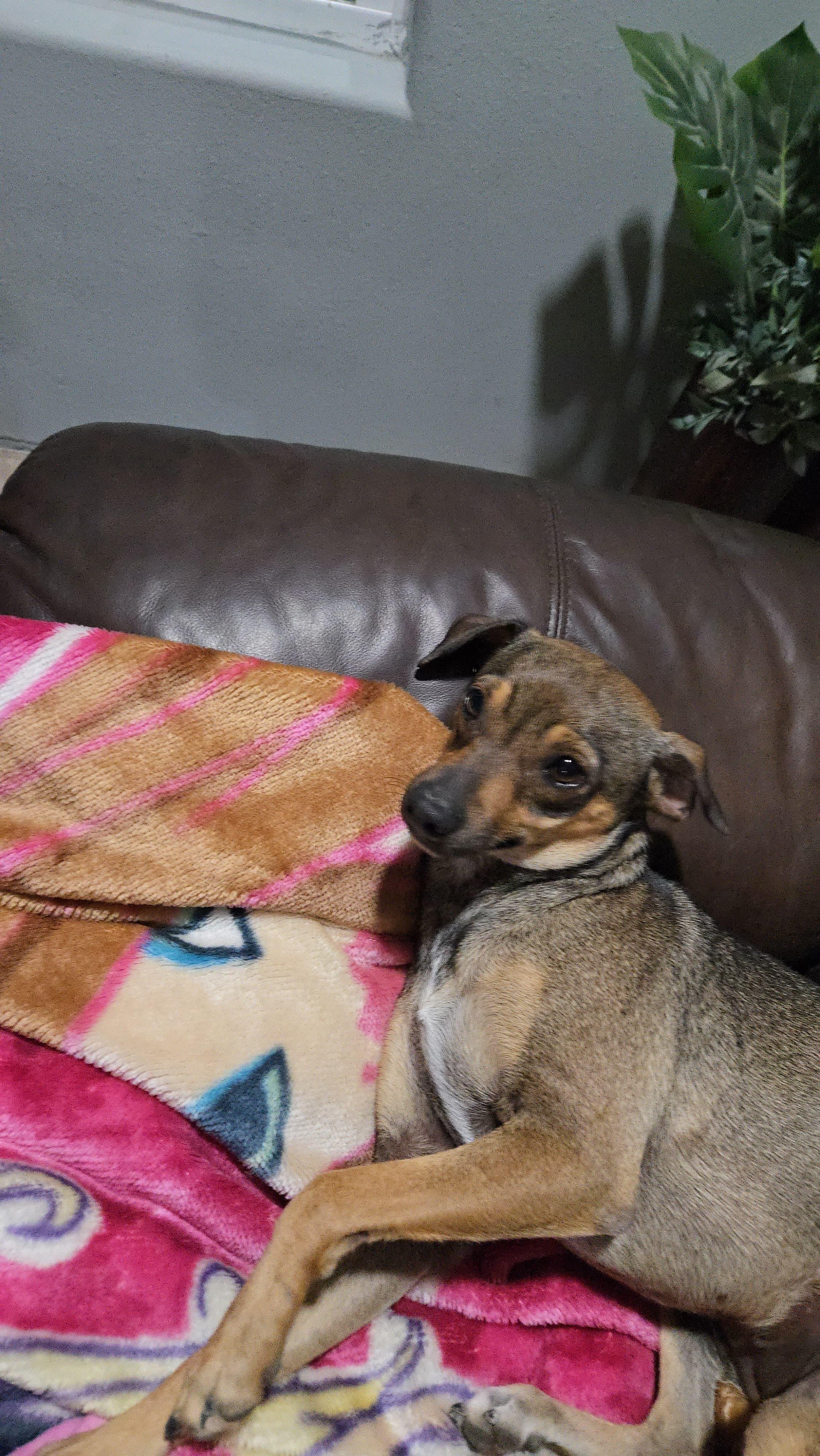 Enlarge Brownie, a ADOPTABLE mixed breed in MISSION, TX image 3/4