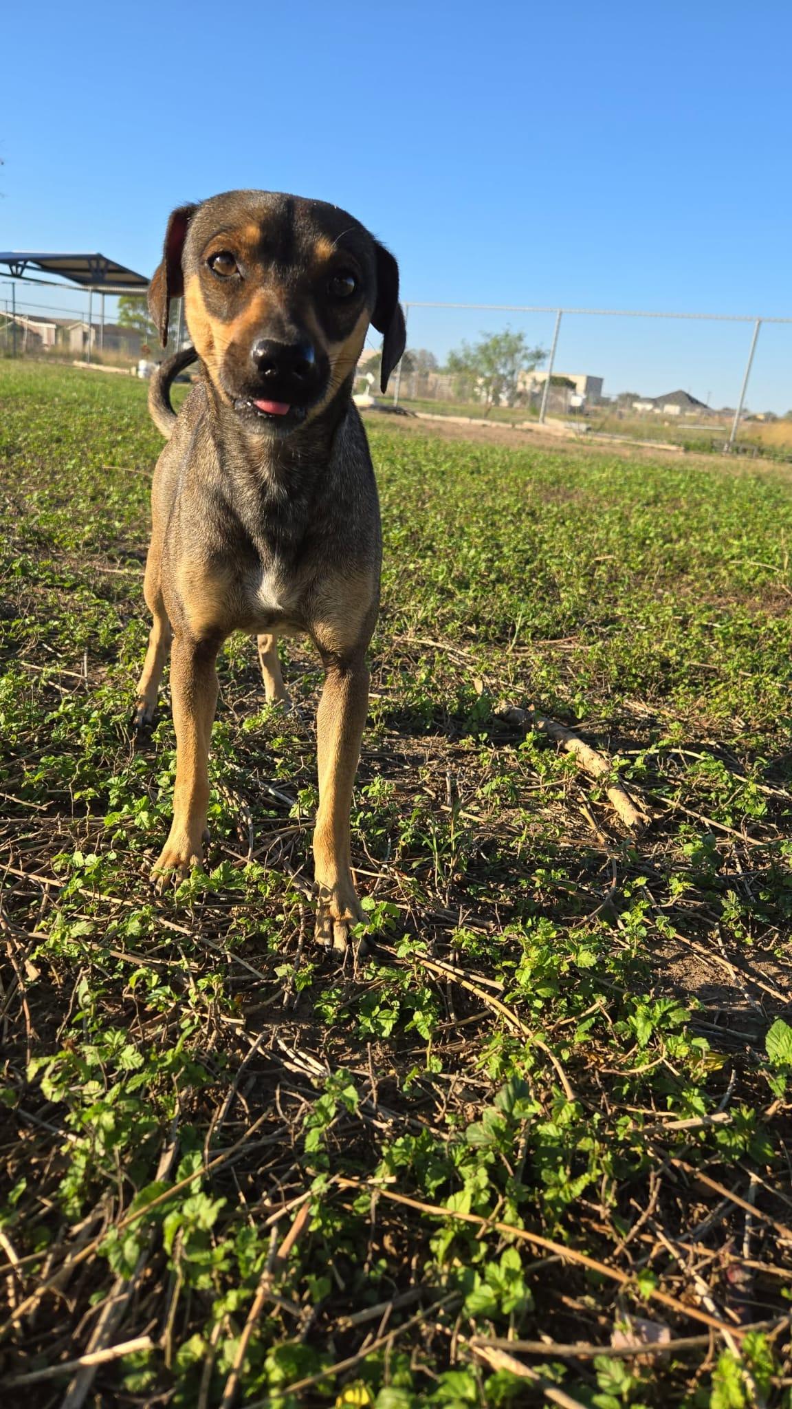 Brownie, ADOPTABLE, Adult Female Terrier & Dachshund.