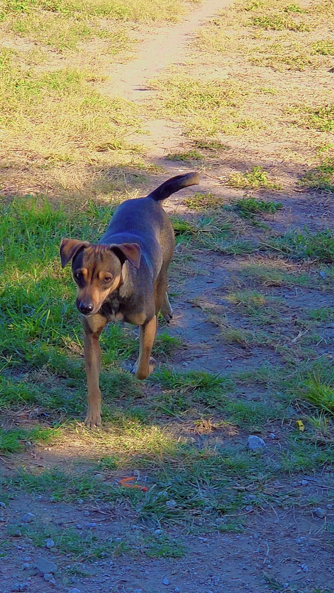 Enlarge Brownie, a ADOPTABLE mixed breed in MISSION, TX image 2/4
