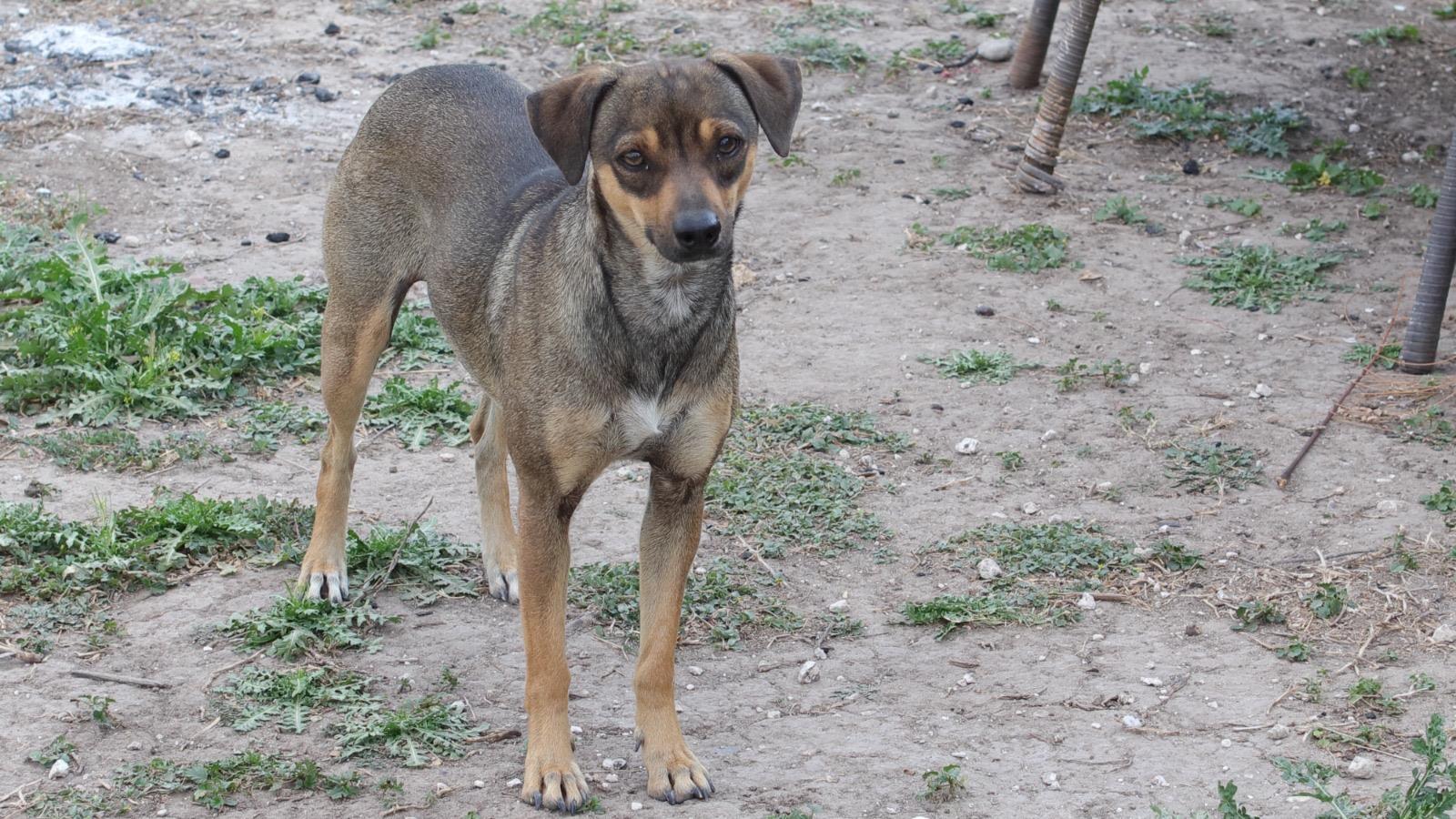 Enlarge Brownie, a ADOPTABLE mixed breed in MISSION, TX image 4/4